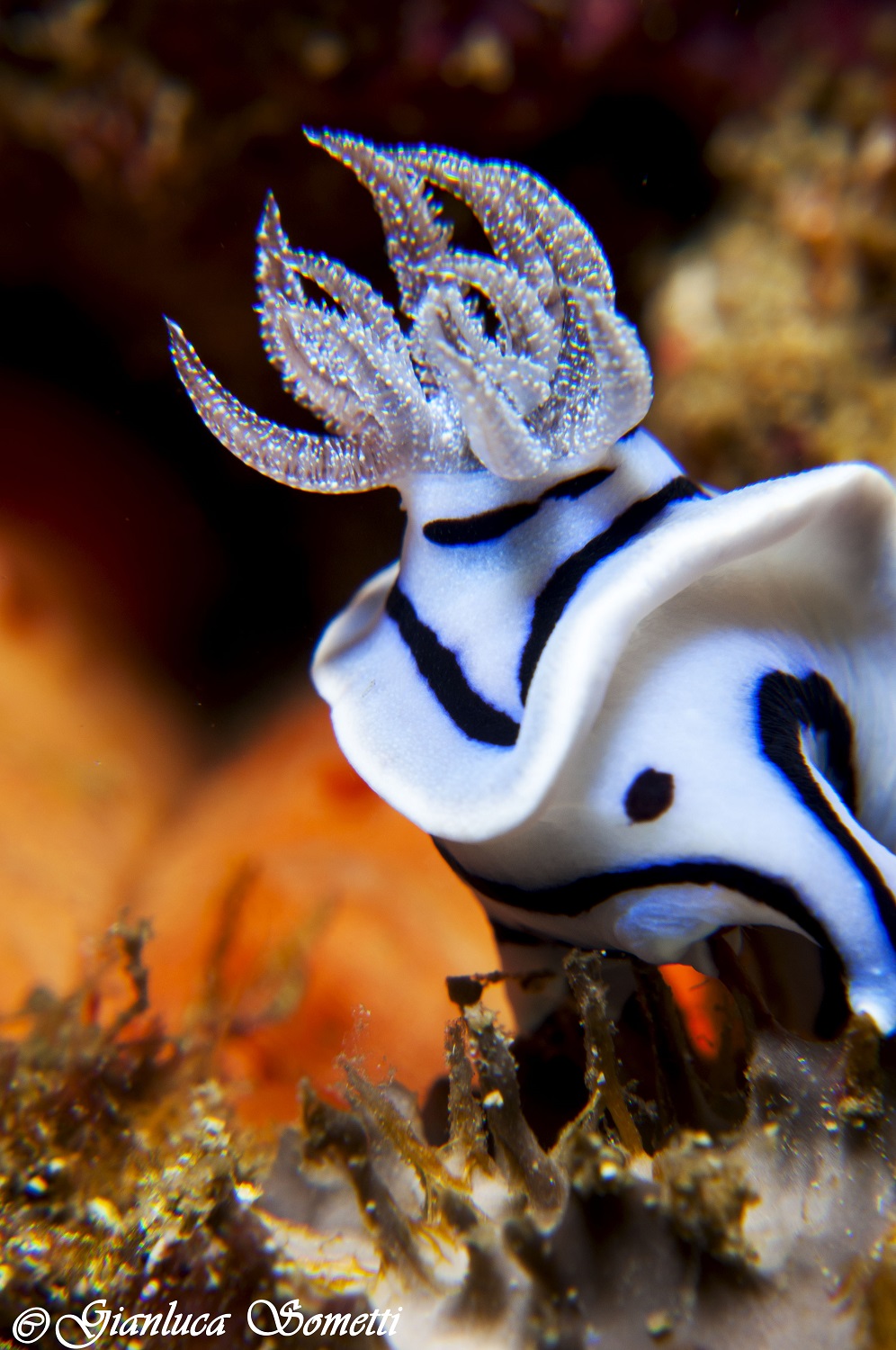 Filipino / puerto galera