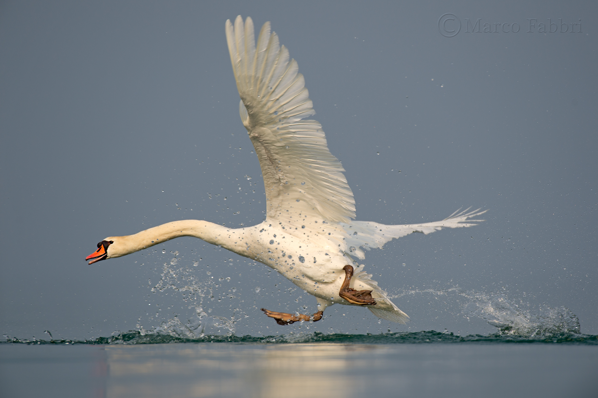 The Dance of the Swan