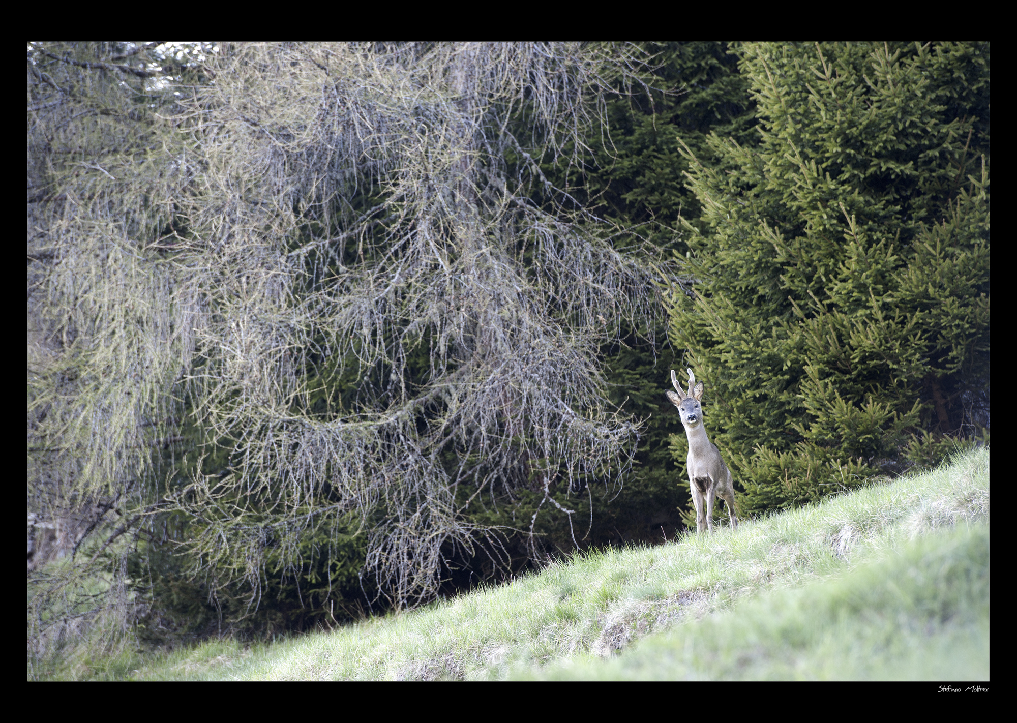 Rehpock Palai en-Bersntol Valley Fersina