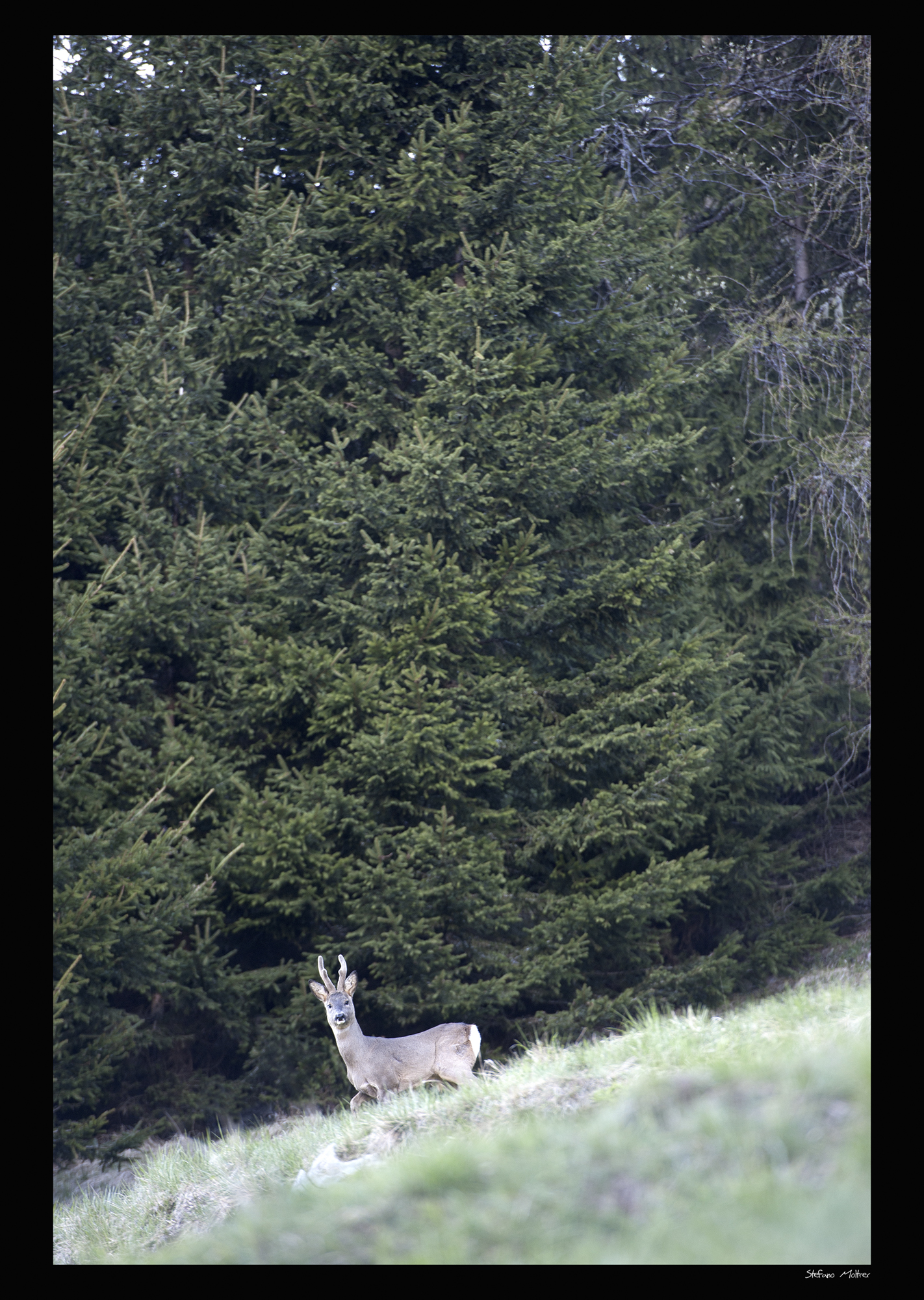Rehpock   Palai en Bersntol-Valle del Fersina