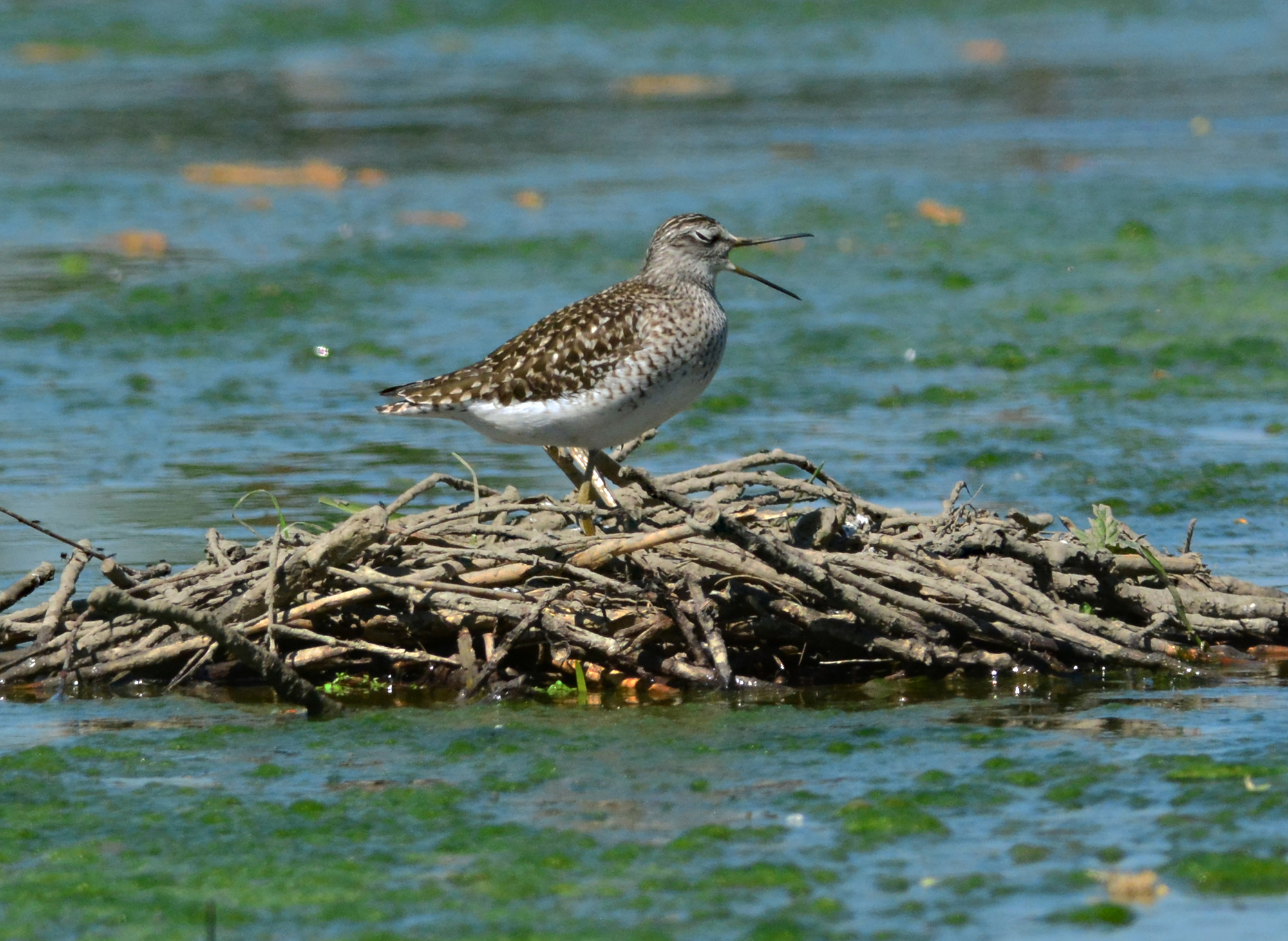 piro piro boschereccio e urlatore