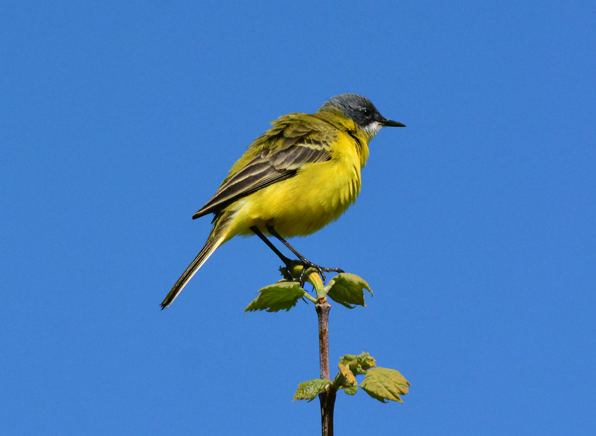 cutrettola piume al vento