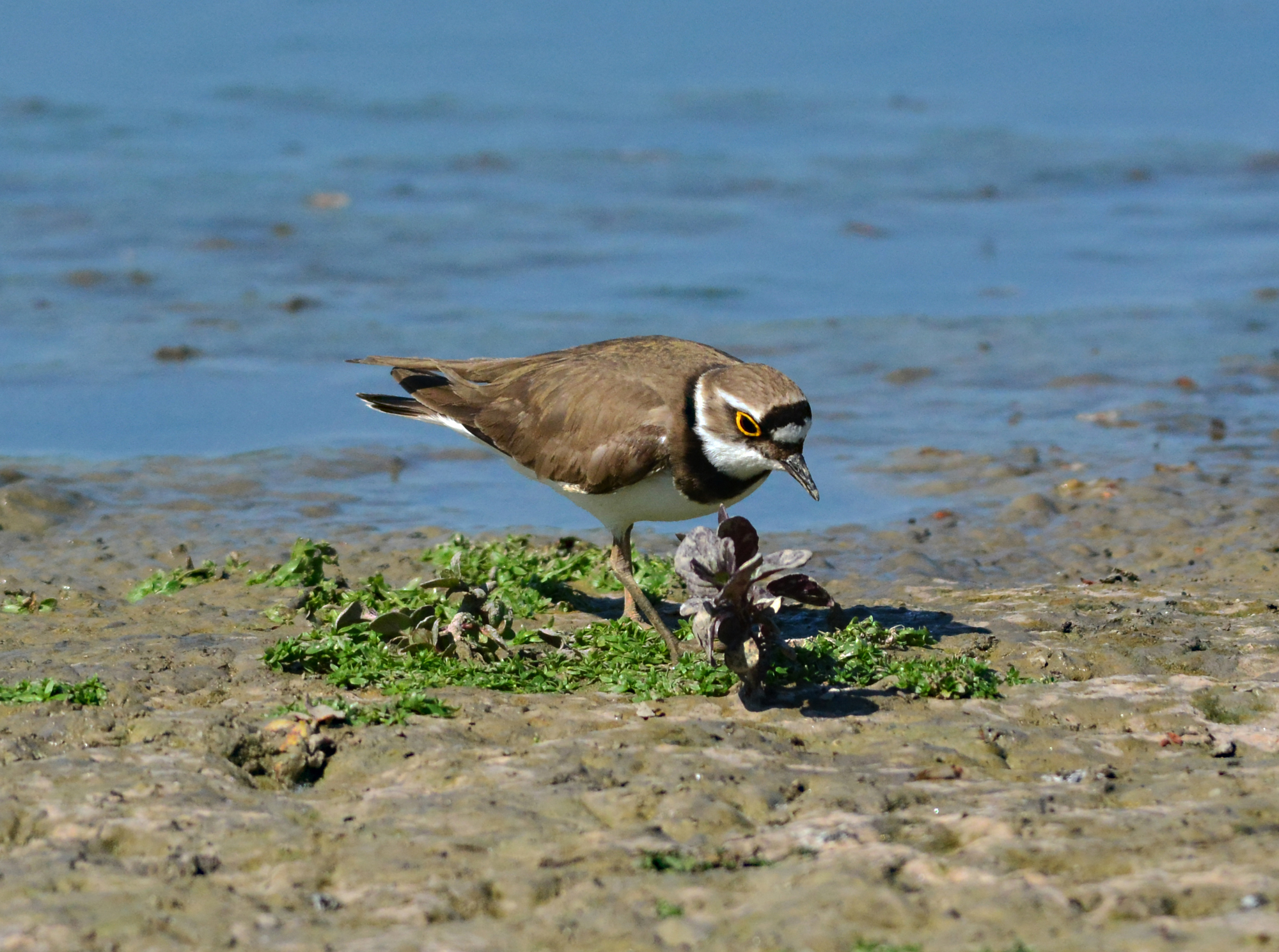 corriere piccolo botanico
