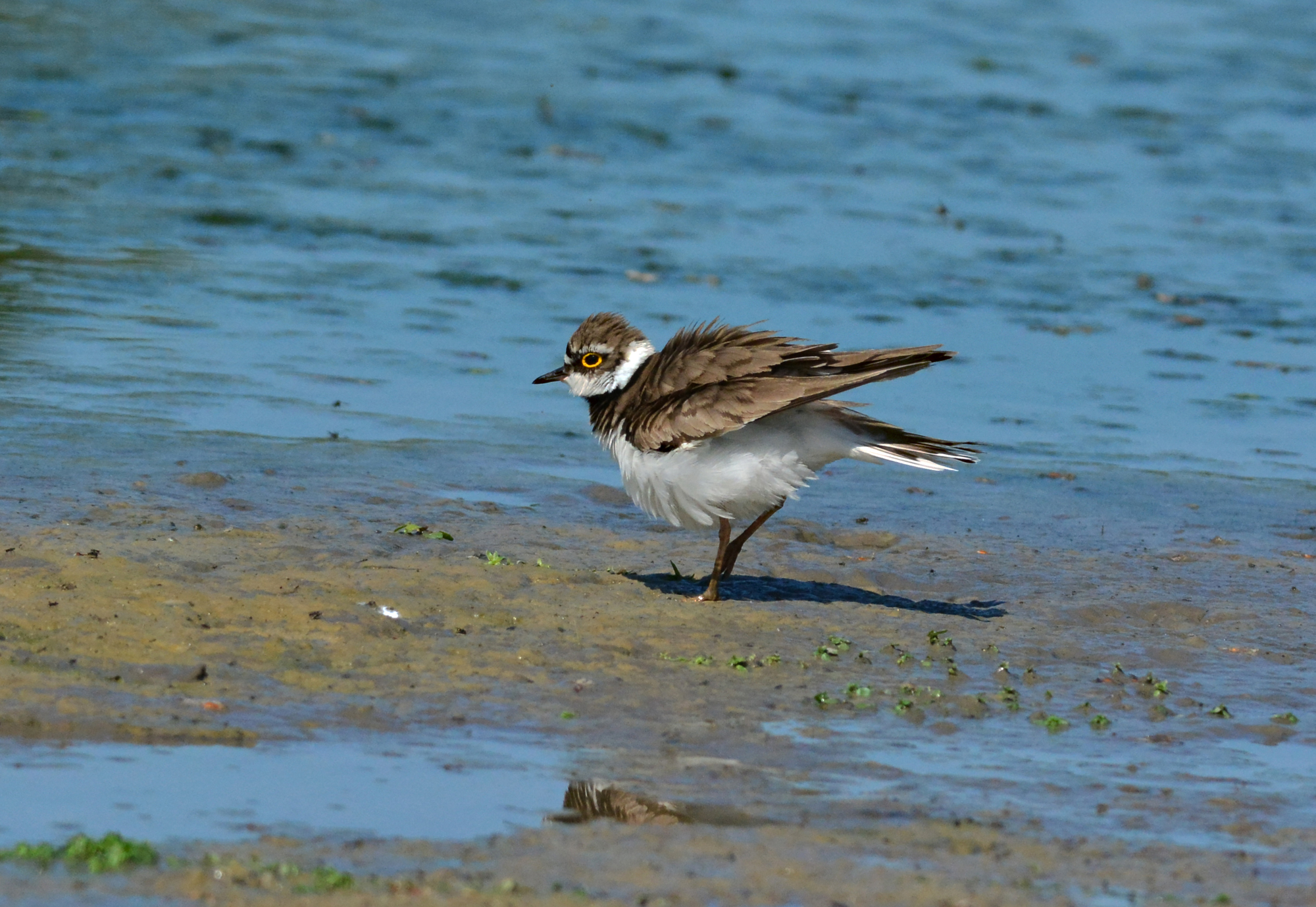 corriere piccolo penna libera