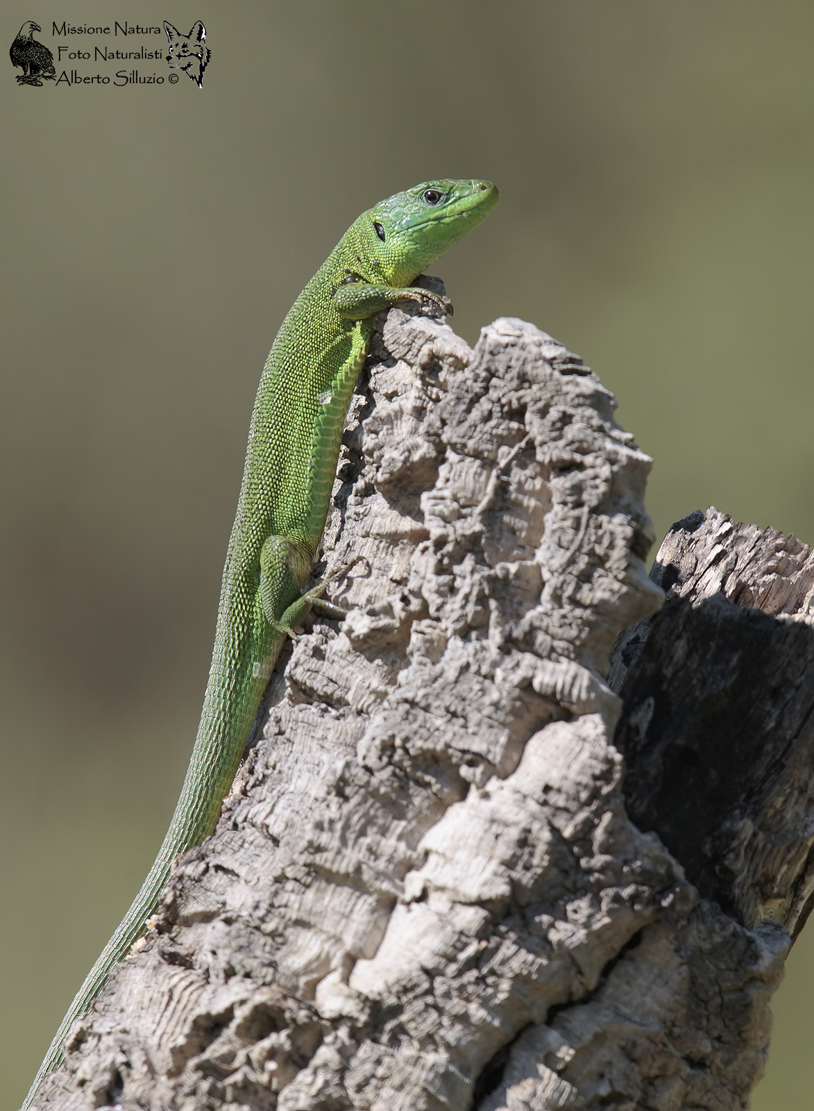 Un incontro inatteso...