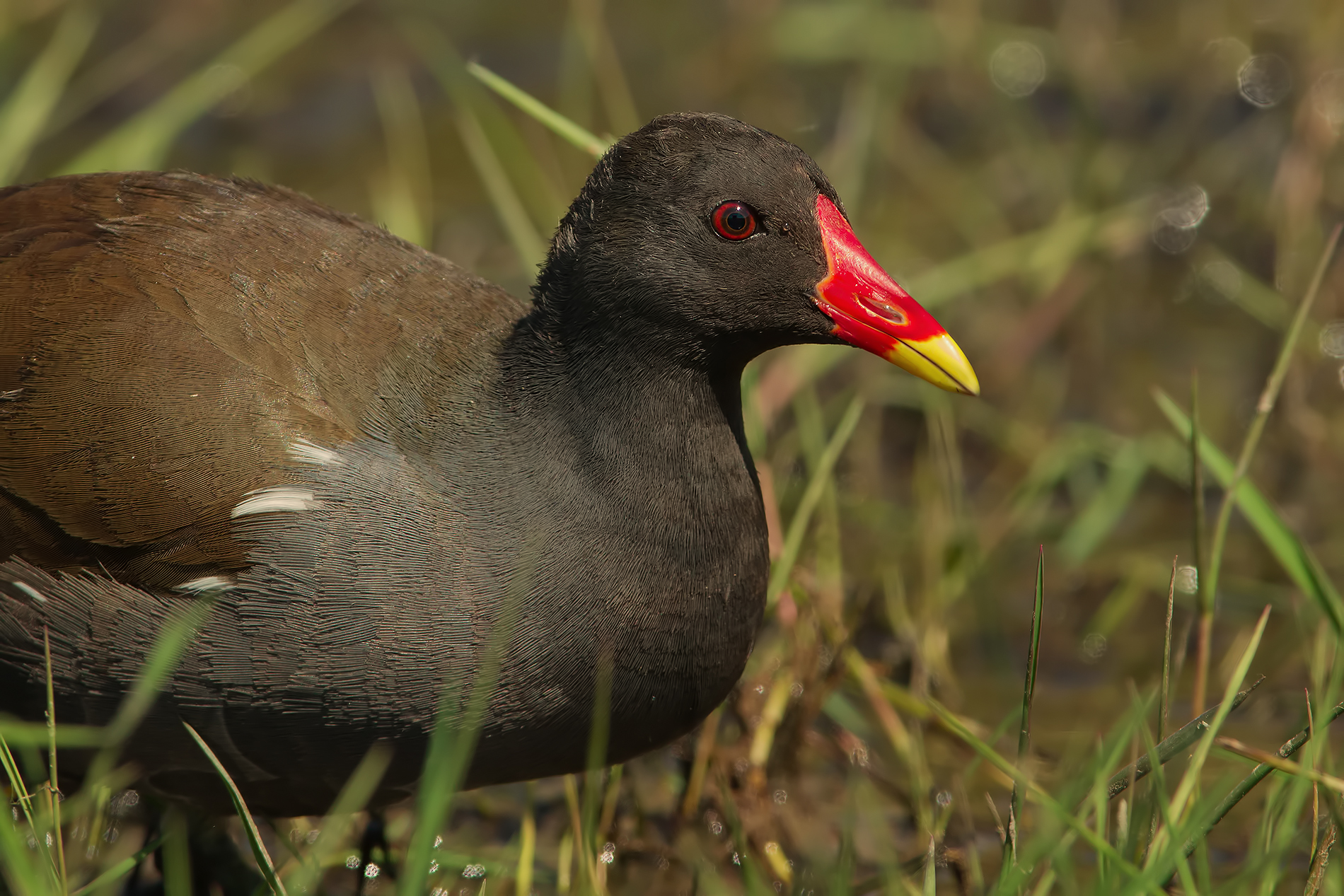 La Gallinella (Close up)