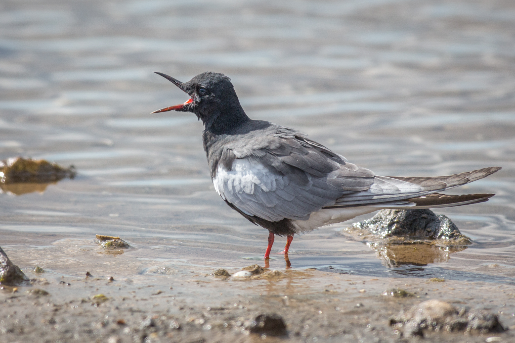 White-winged Black Tern