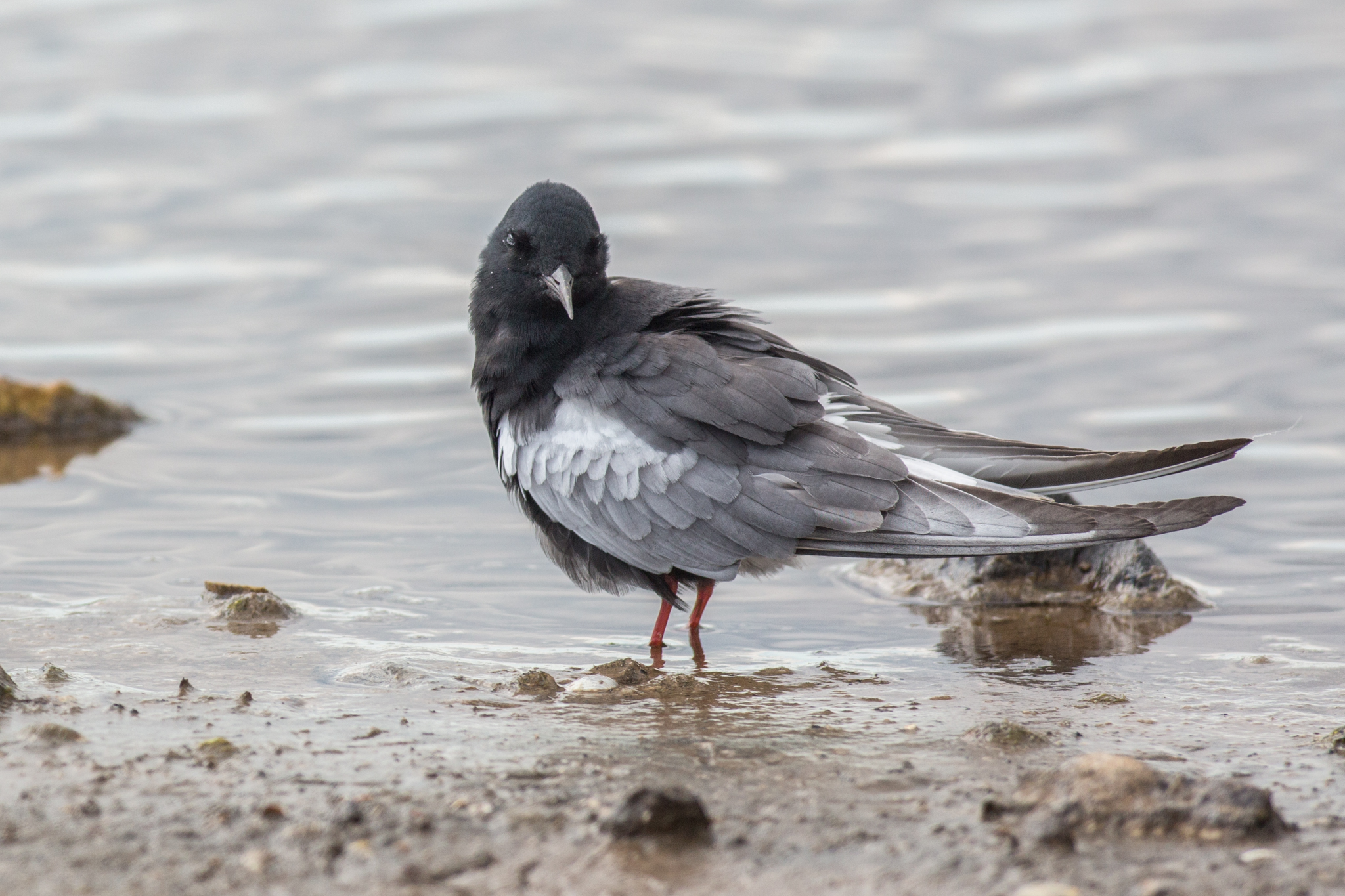 White-winged Black Tern 2