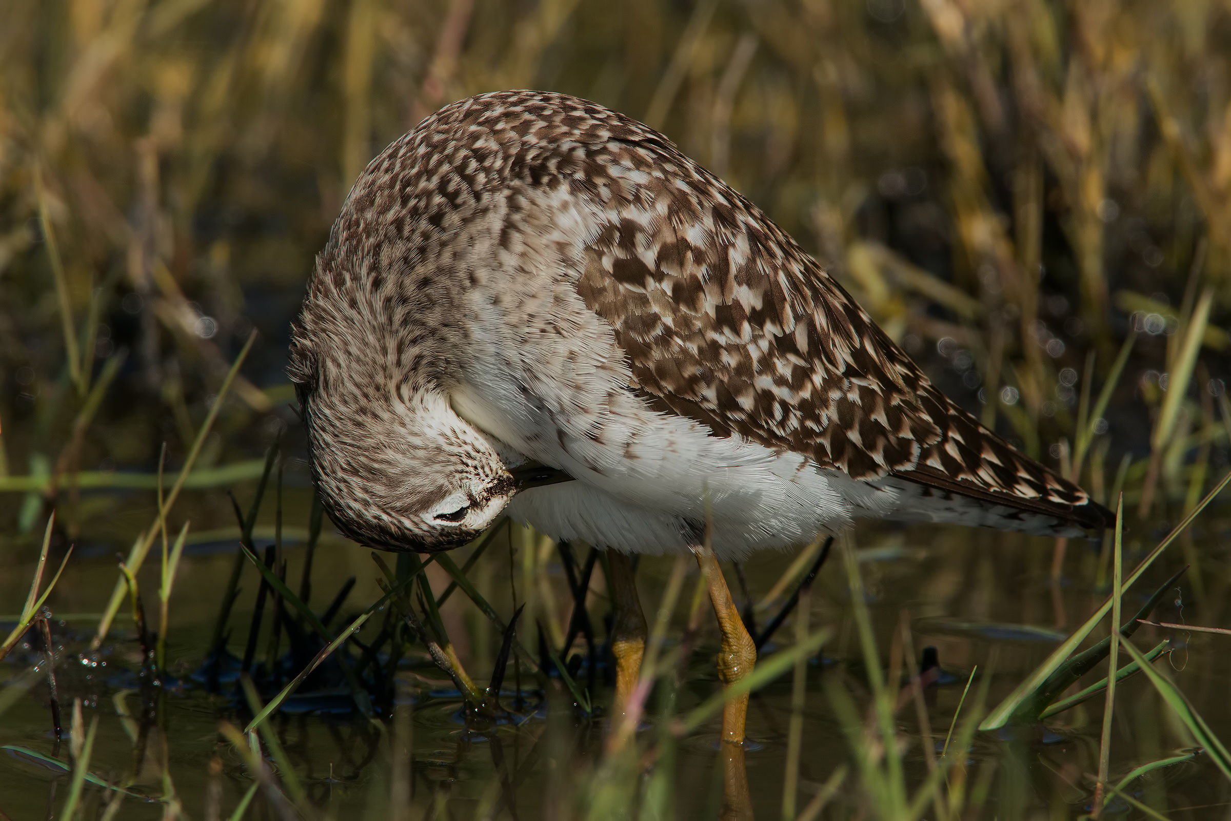 Piro piro Boschereccio (No Crop) #2