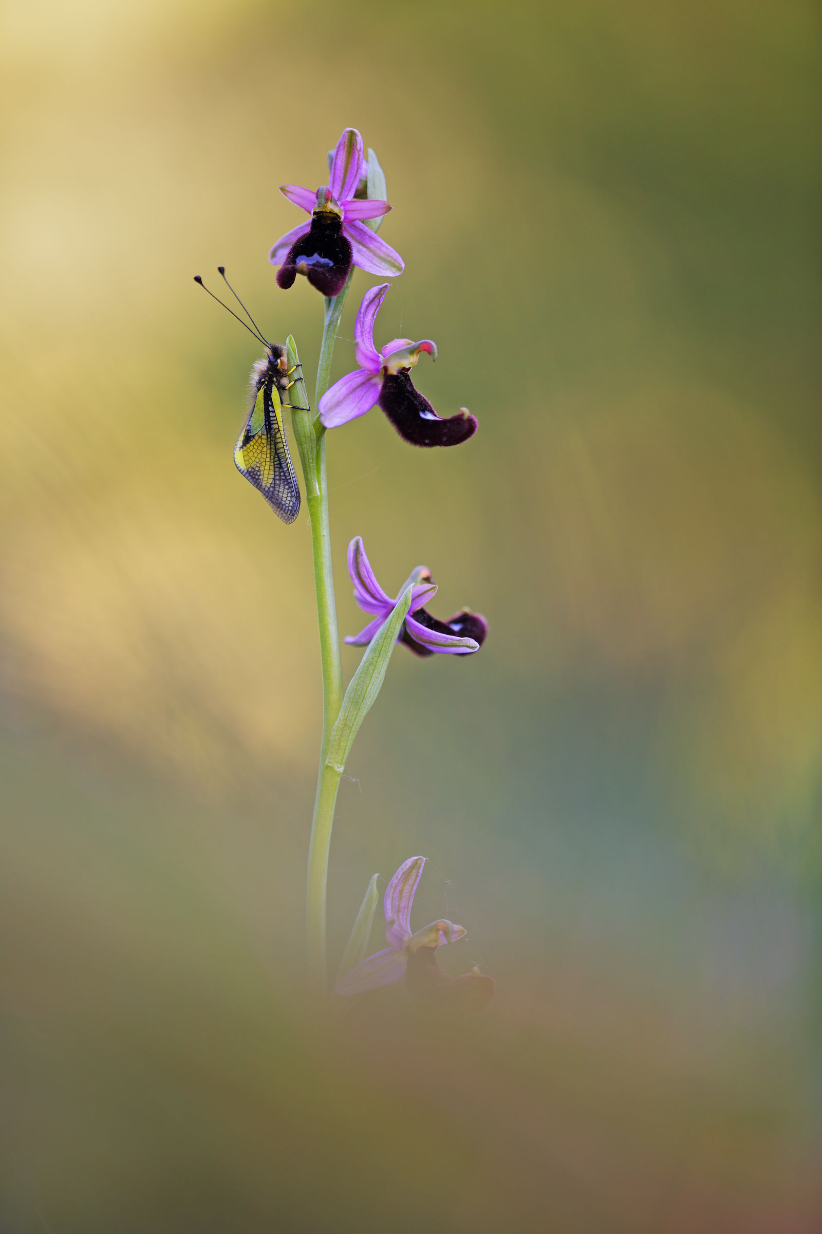 Libelloides coccajus of Ophrys bertolonii