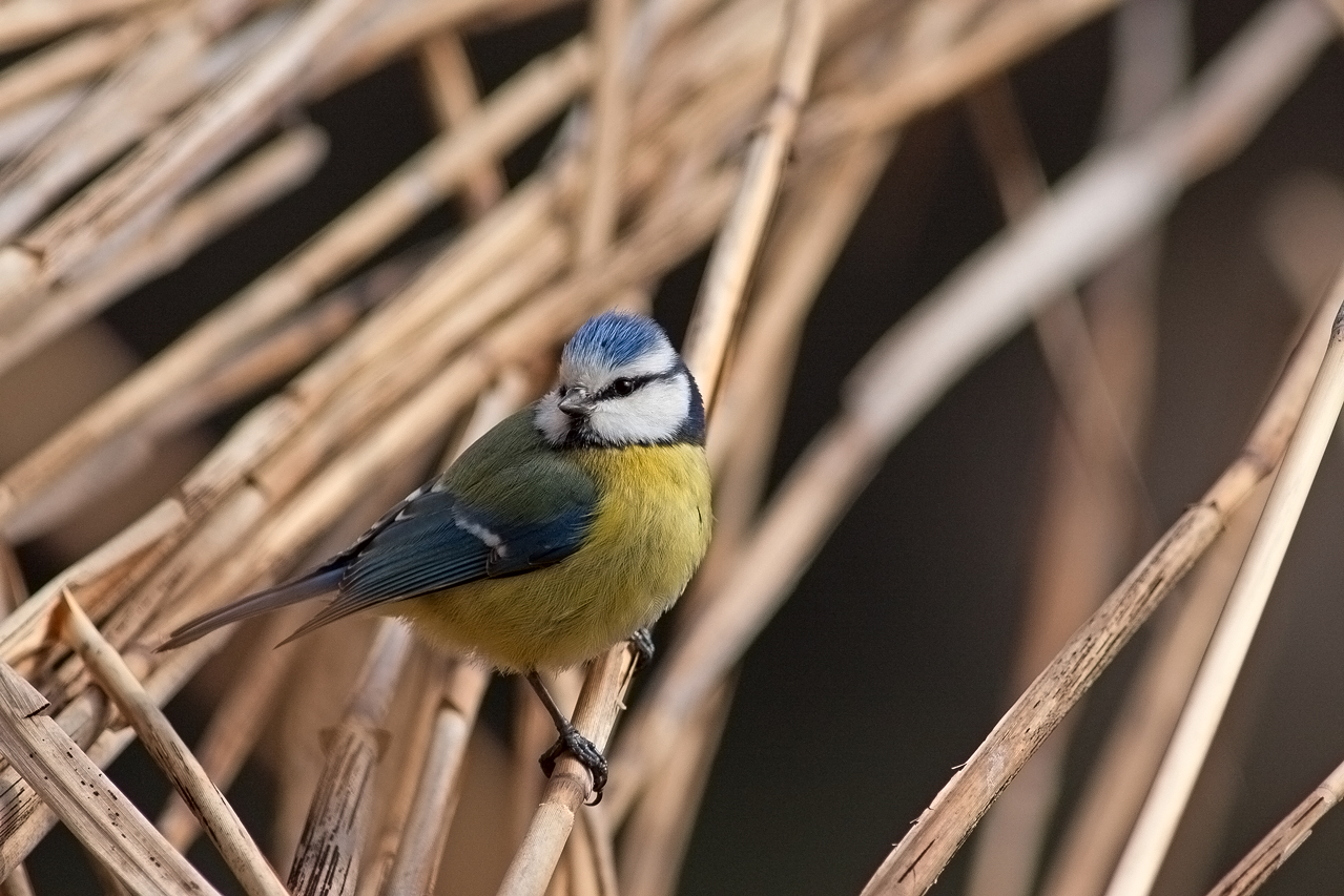 Parus caeruleus