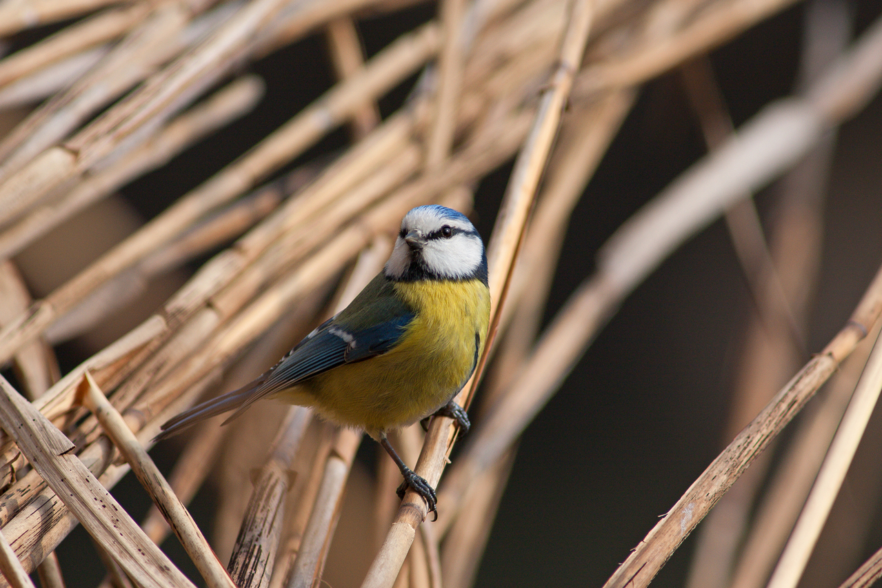 Cyanistes caeruleus
