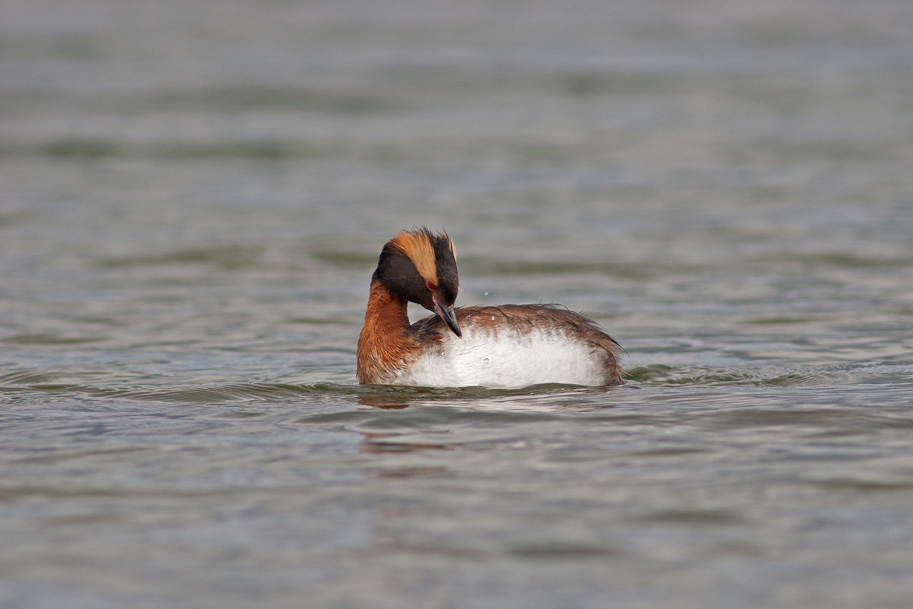 Horned Grebe