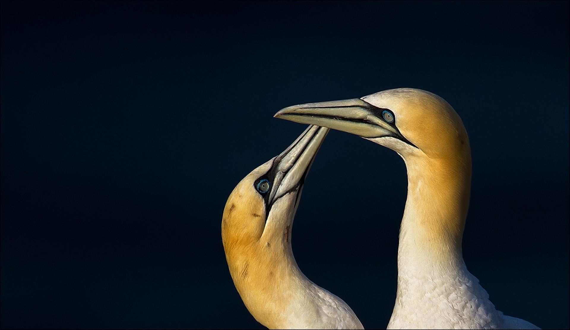 Gannet