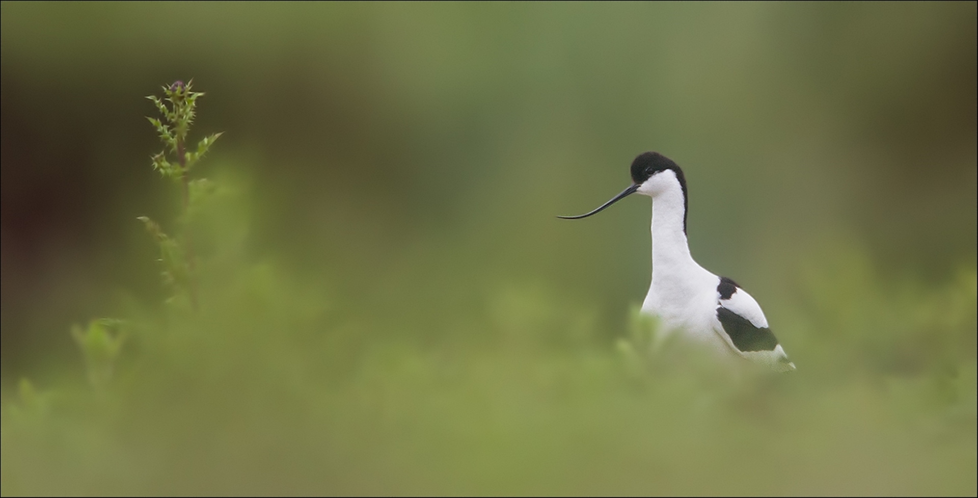 Avocetta