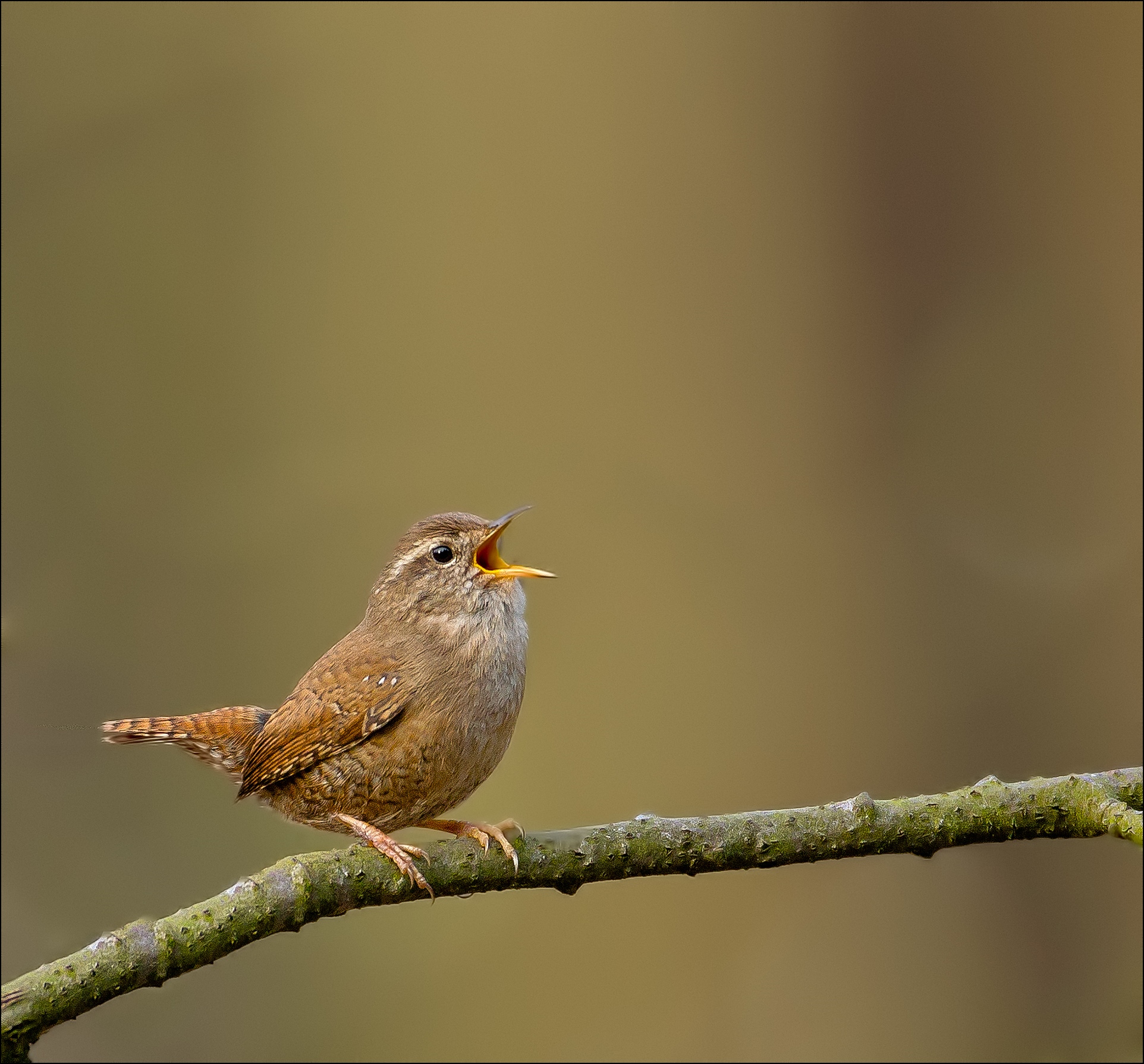Wren
