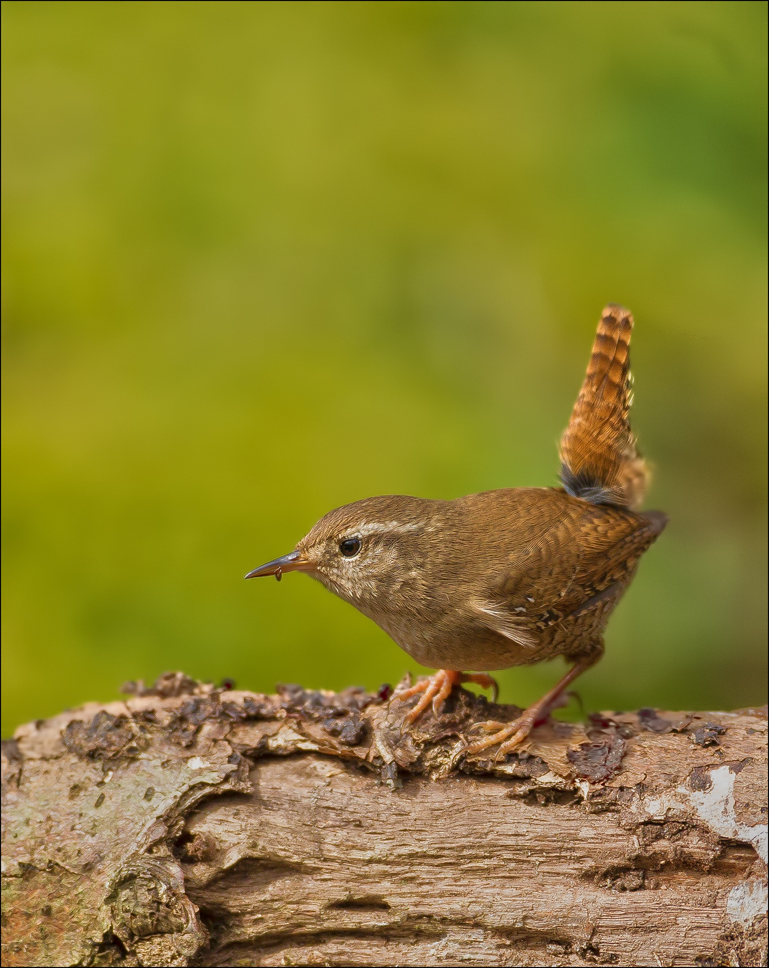 Wren
