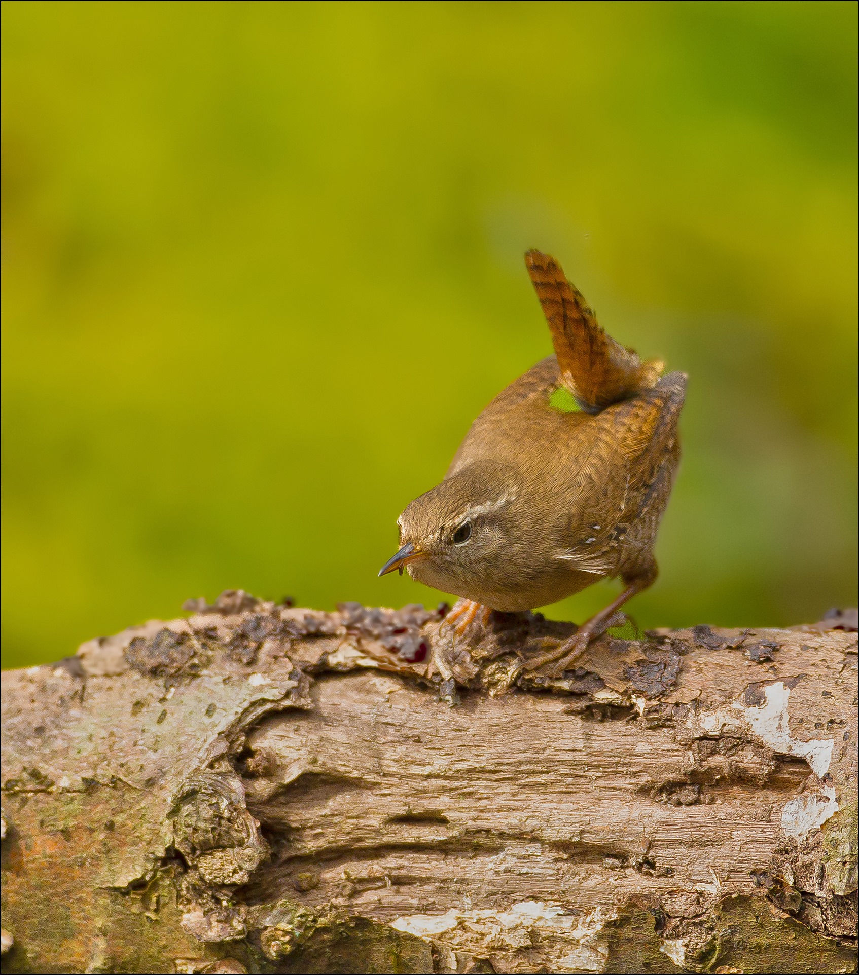 Wren