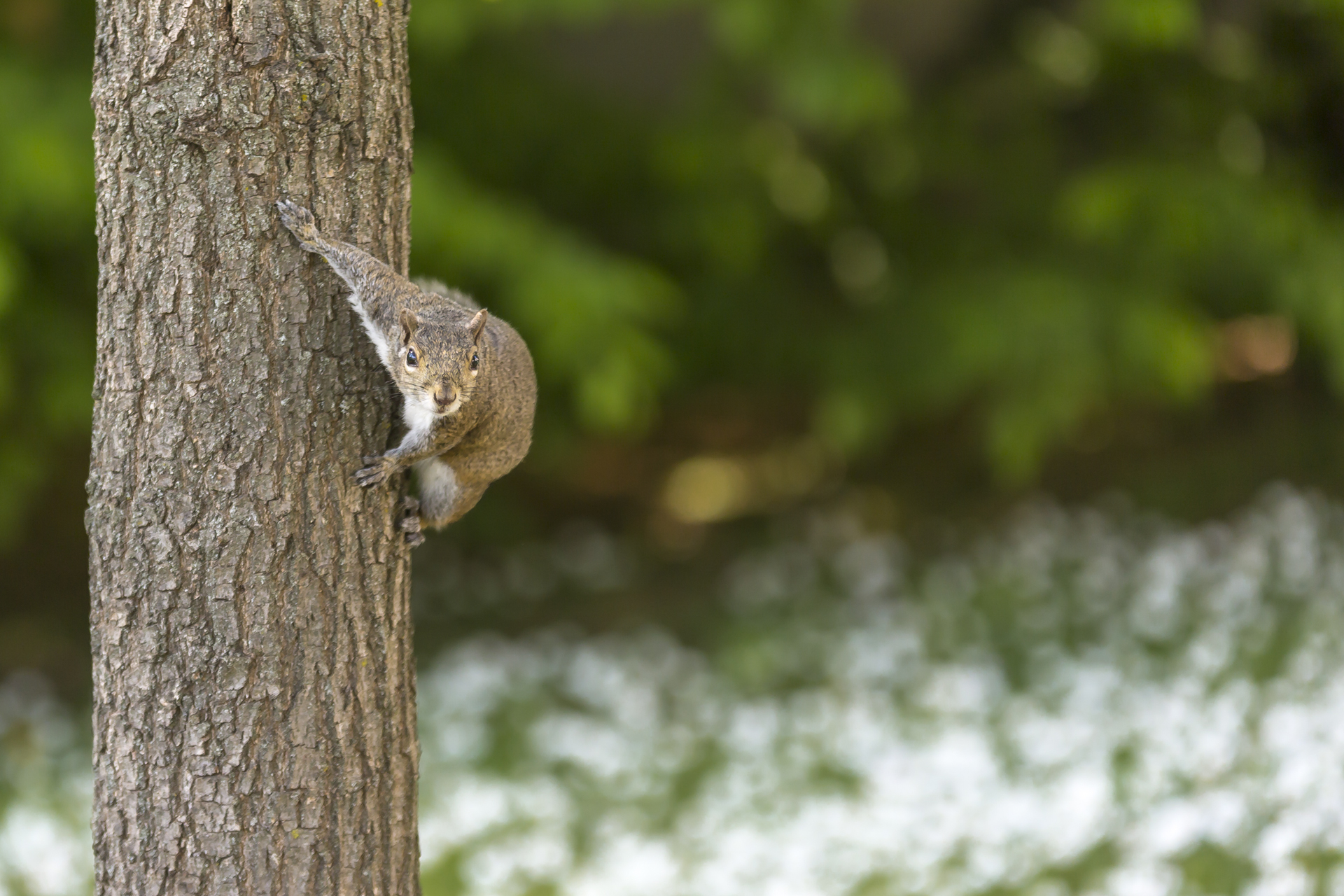 Scoiattolo - Sciurus Carolinensis