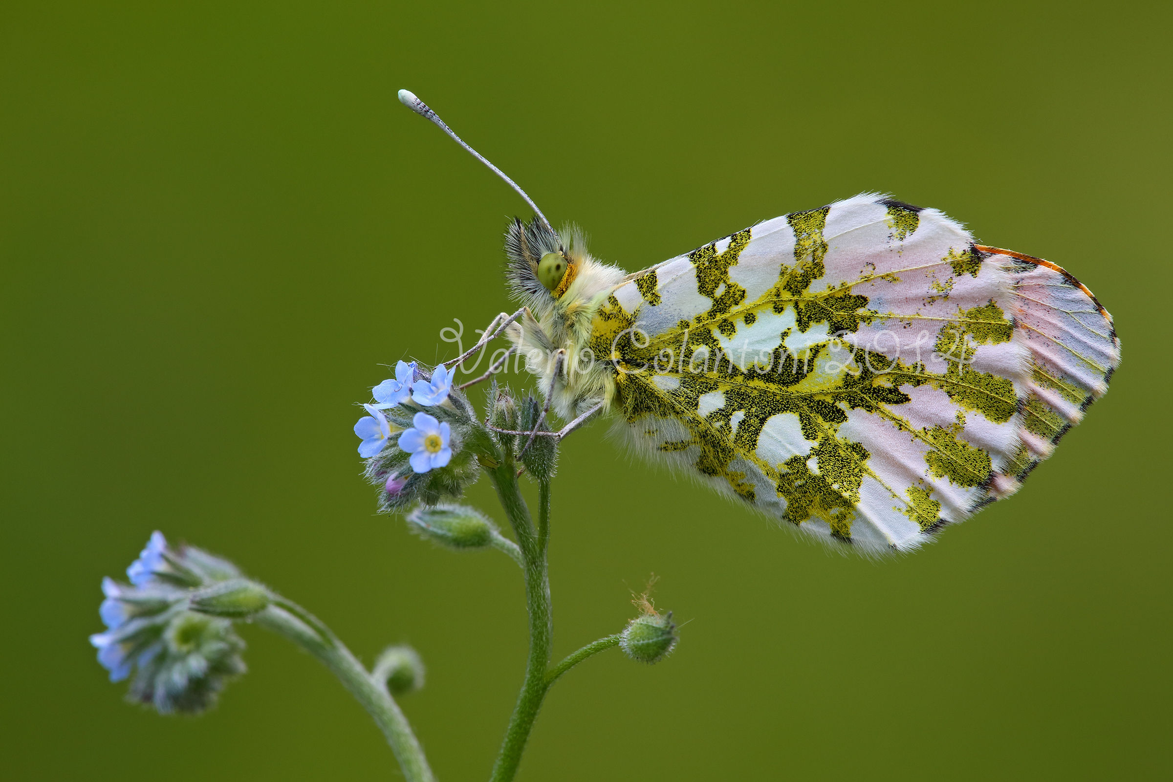 Anthocharis cardamines