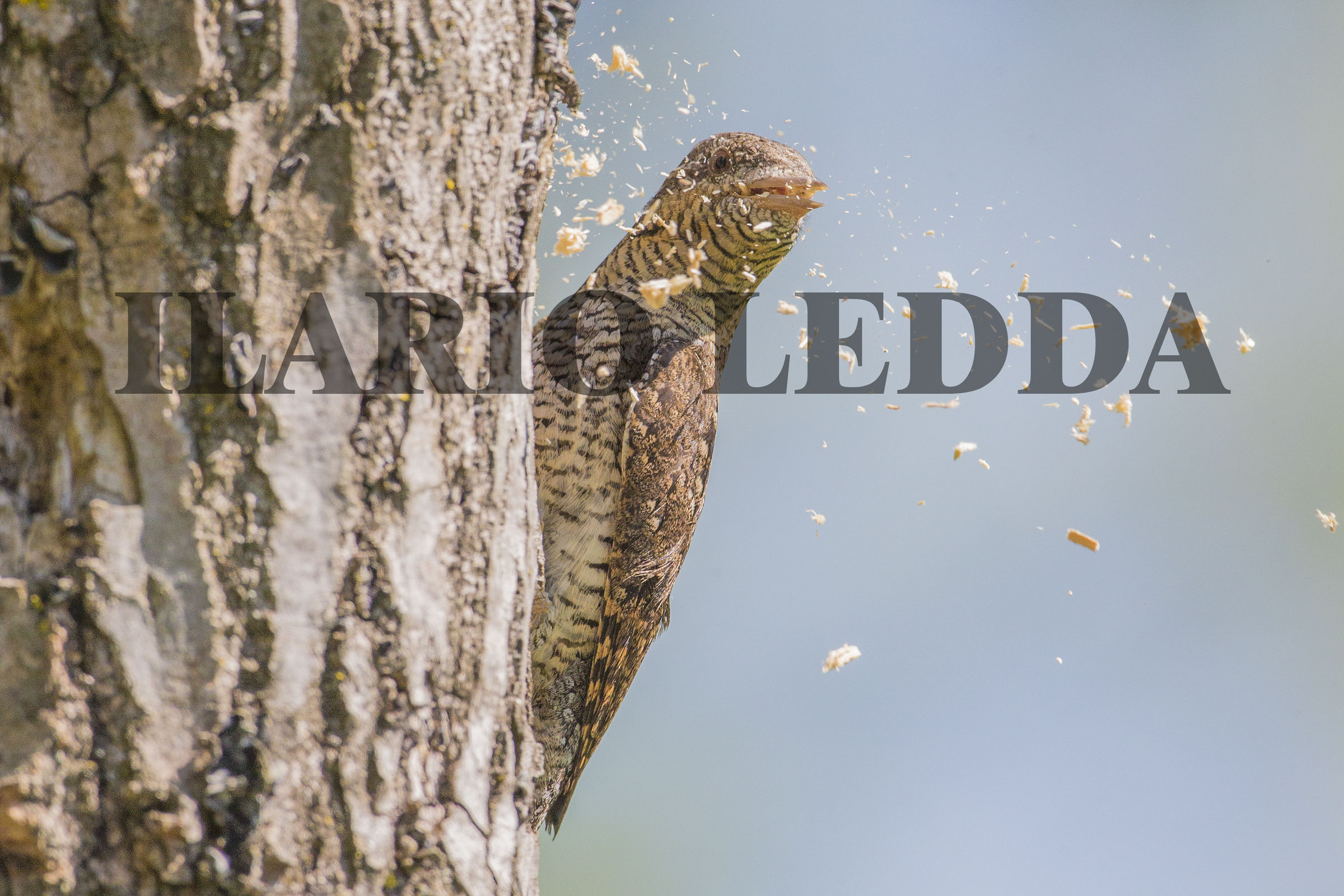 pulizie dei primavera