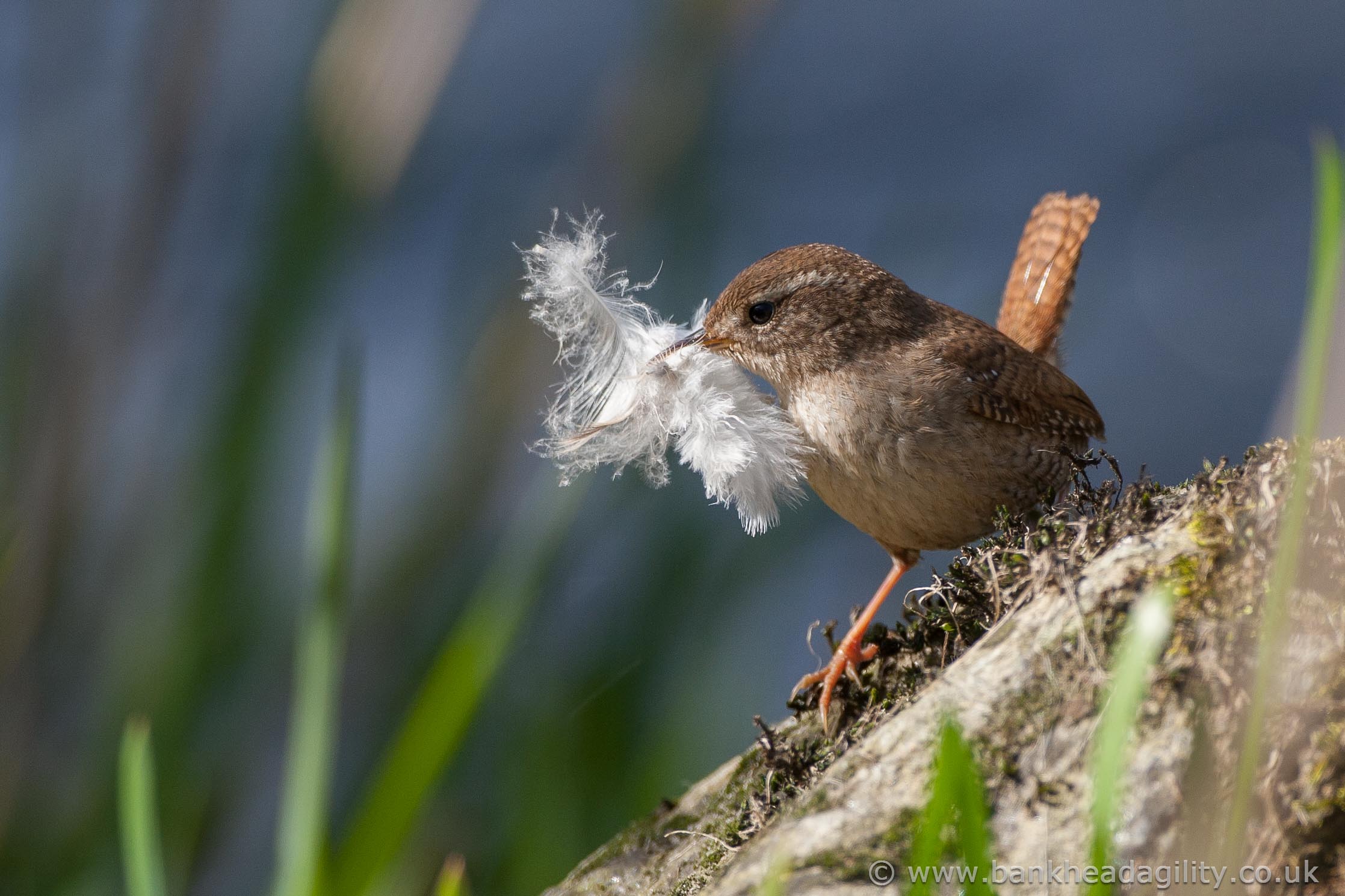 Wren