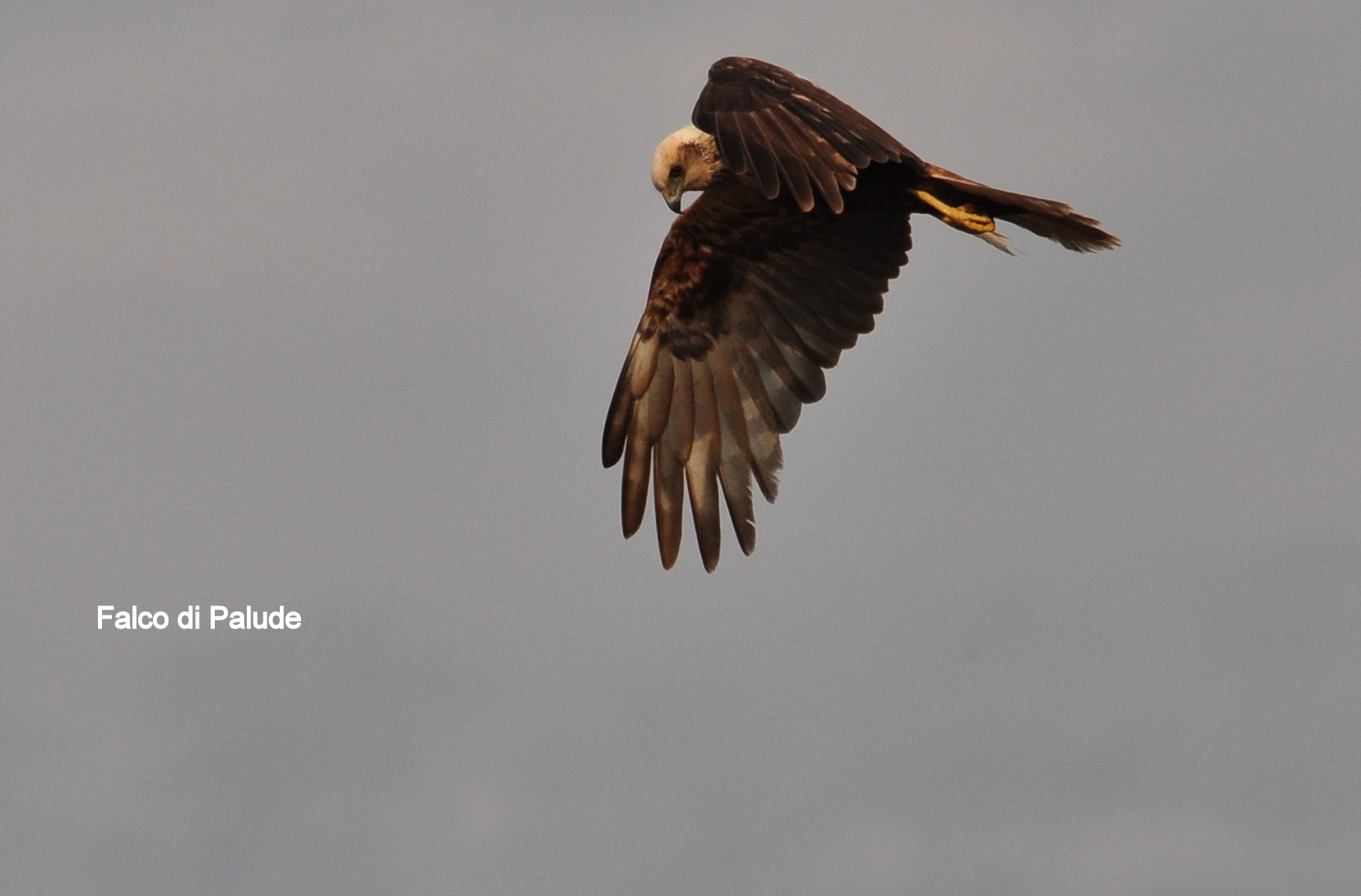 Falco di palude