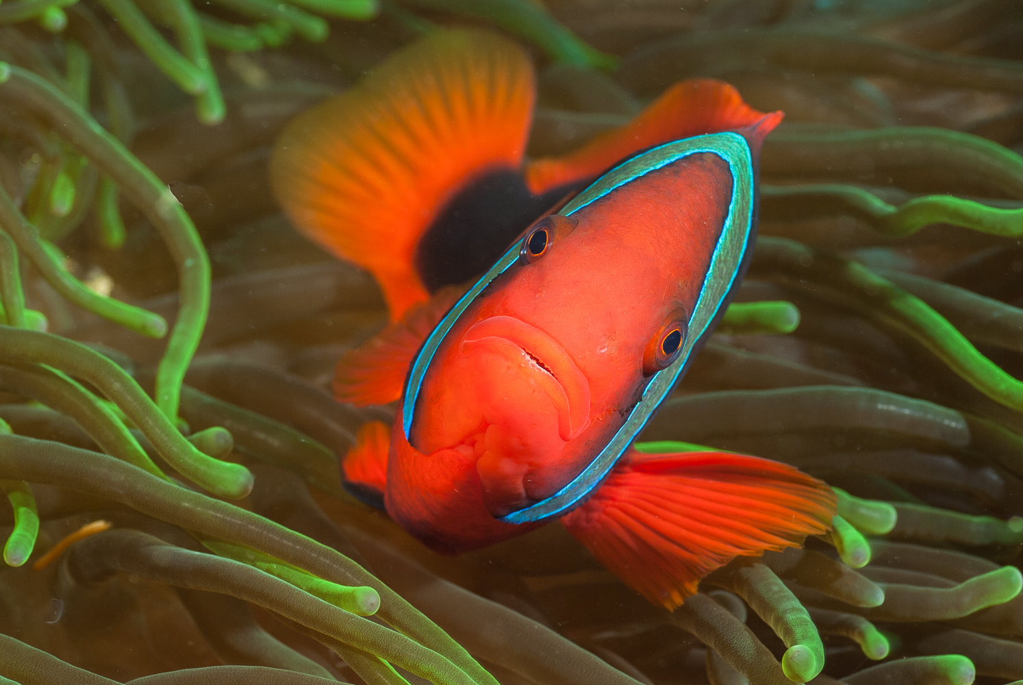 amphiprion frenatus-2