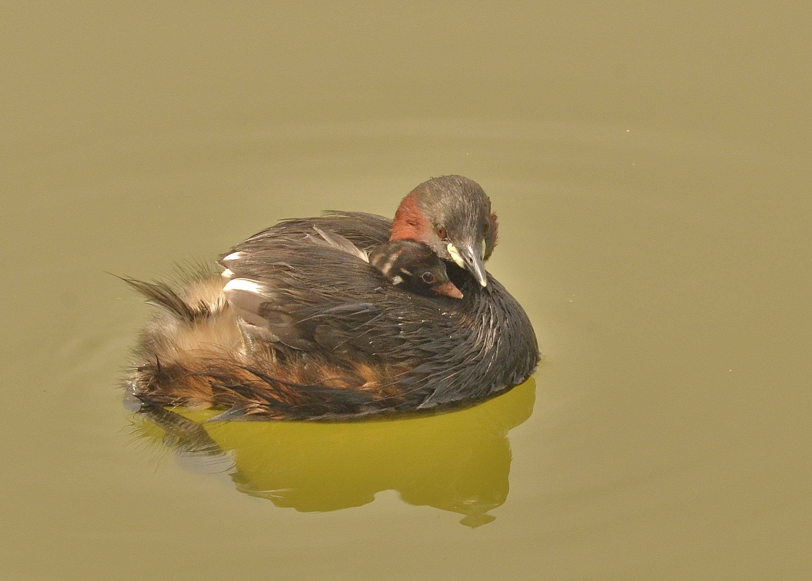 Mom little grebe
