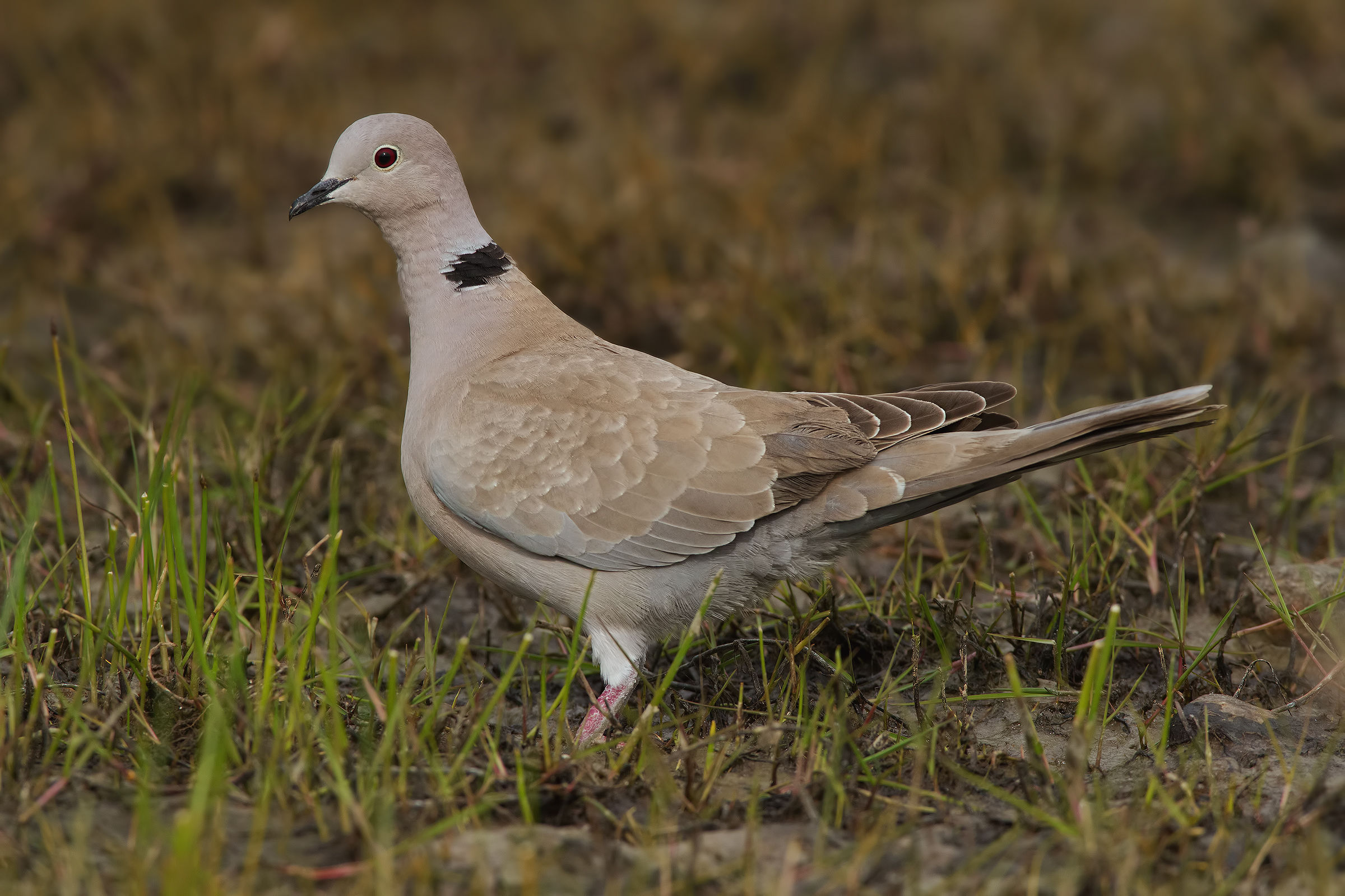 Un'altro soggetto..... rarissimo...!!!!!