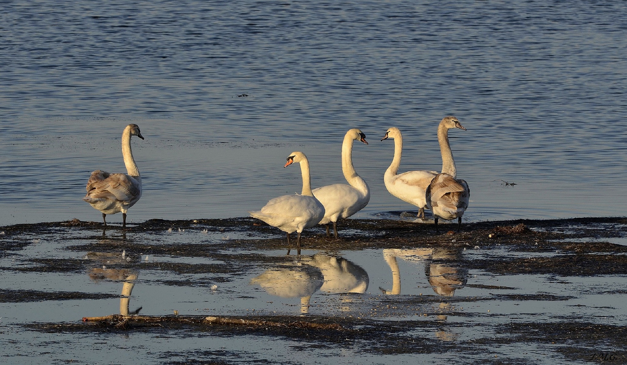 Swans. Little family in relaxation