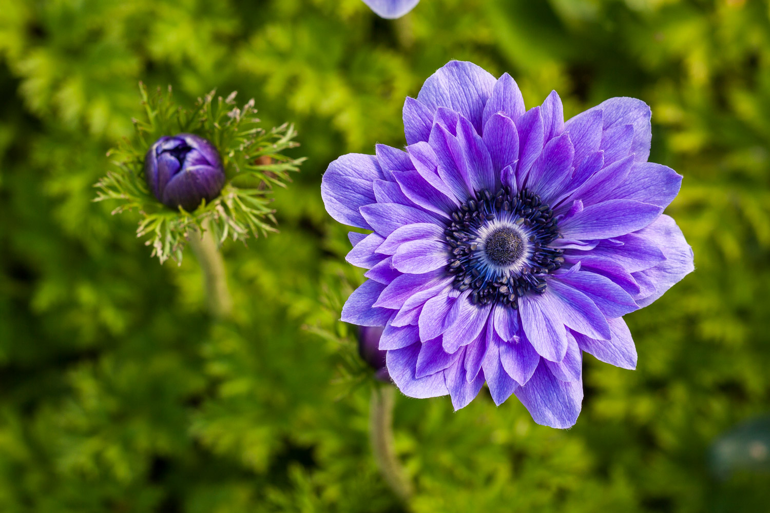 Un giorno sarò come te