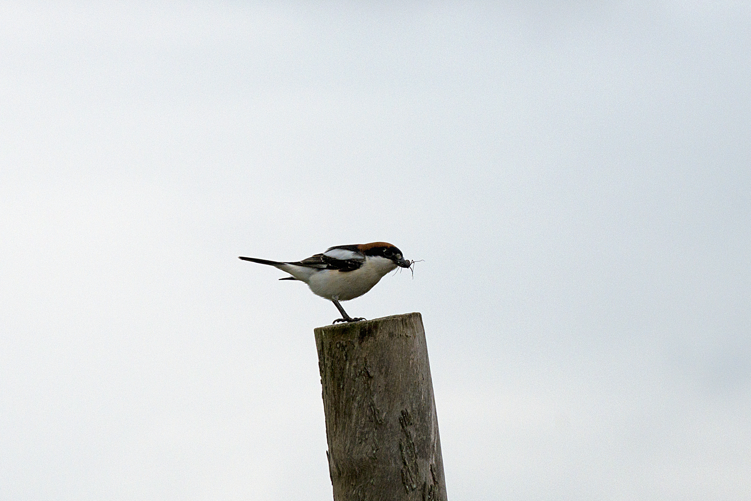 Uccello                        Uccelli