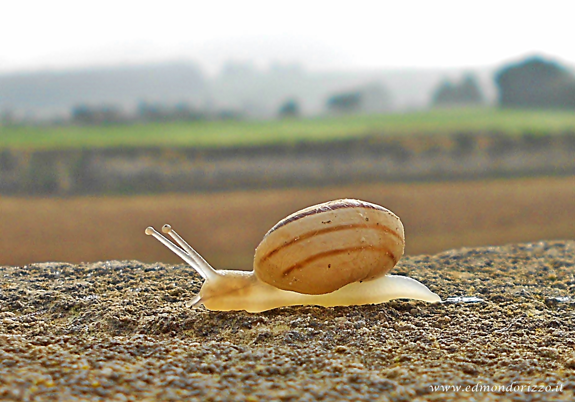 Snail