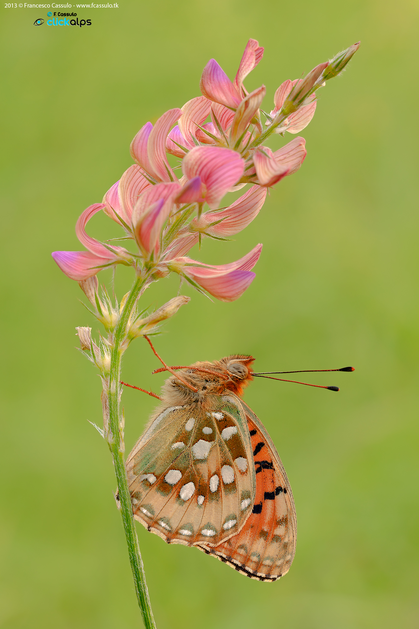 Argynnis Aglaja (Linnaeus, 1758)