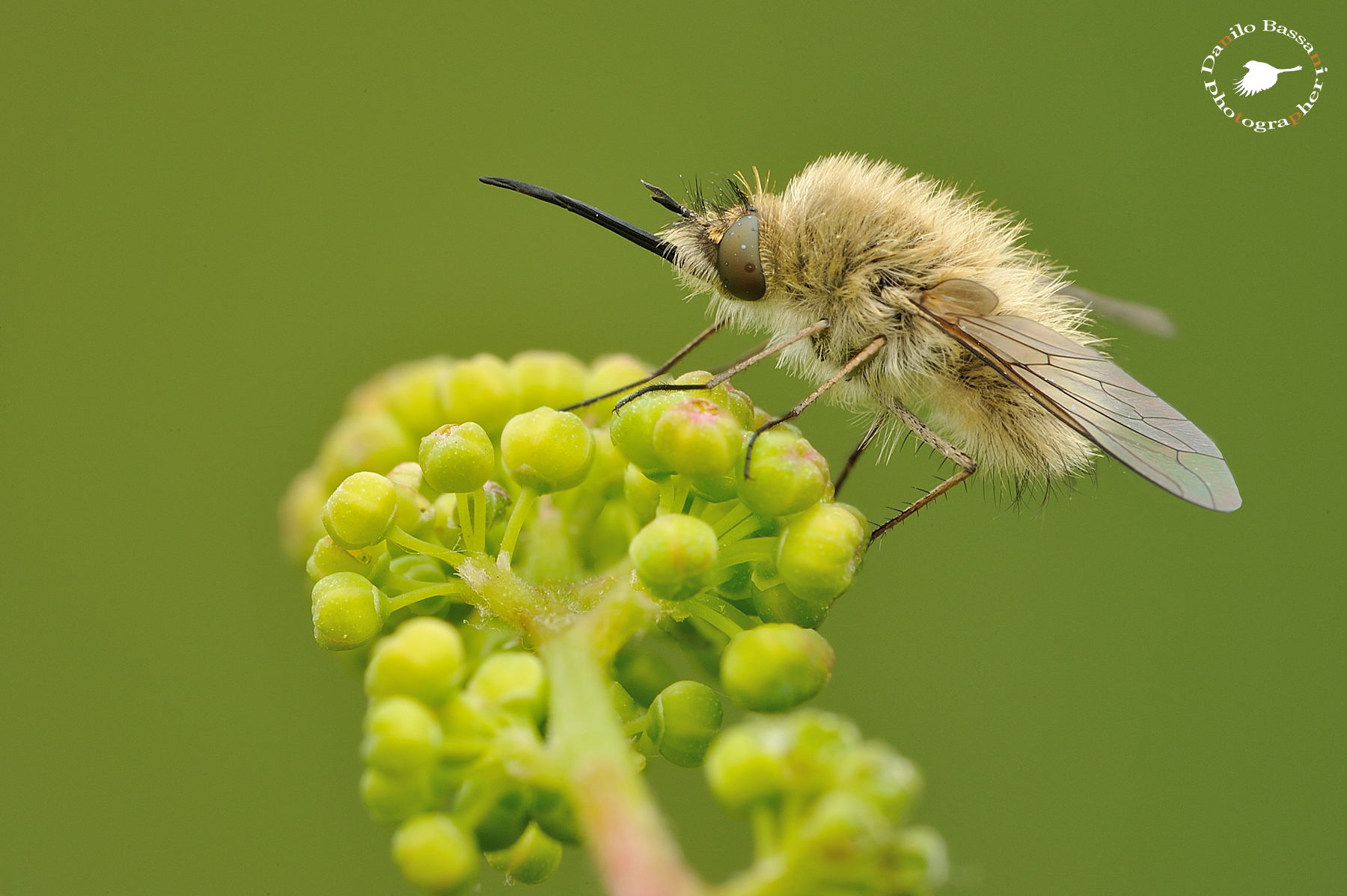 Anche x me Il primo Bombylius Major
