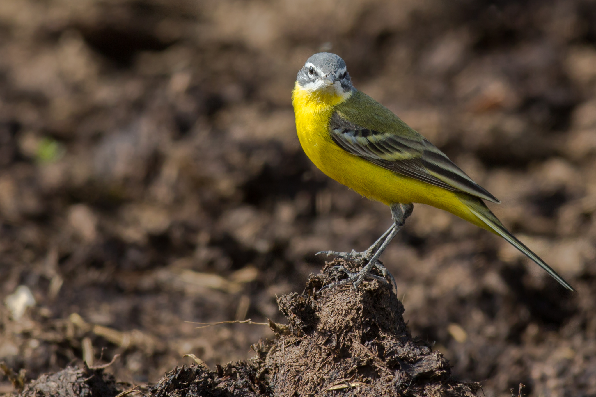 Yellow Wagtail