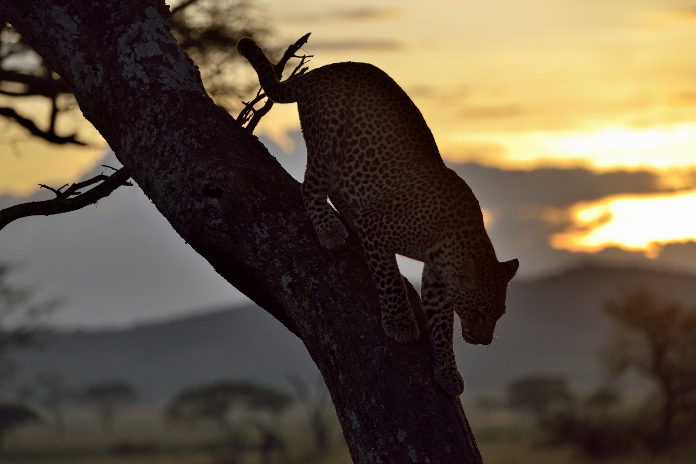 Serengeti - leopardo