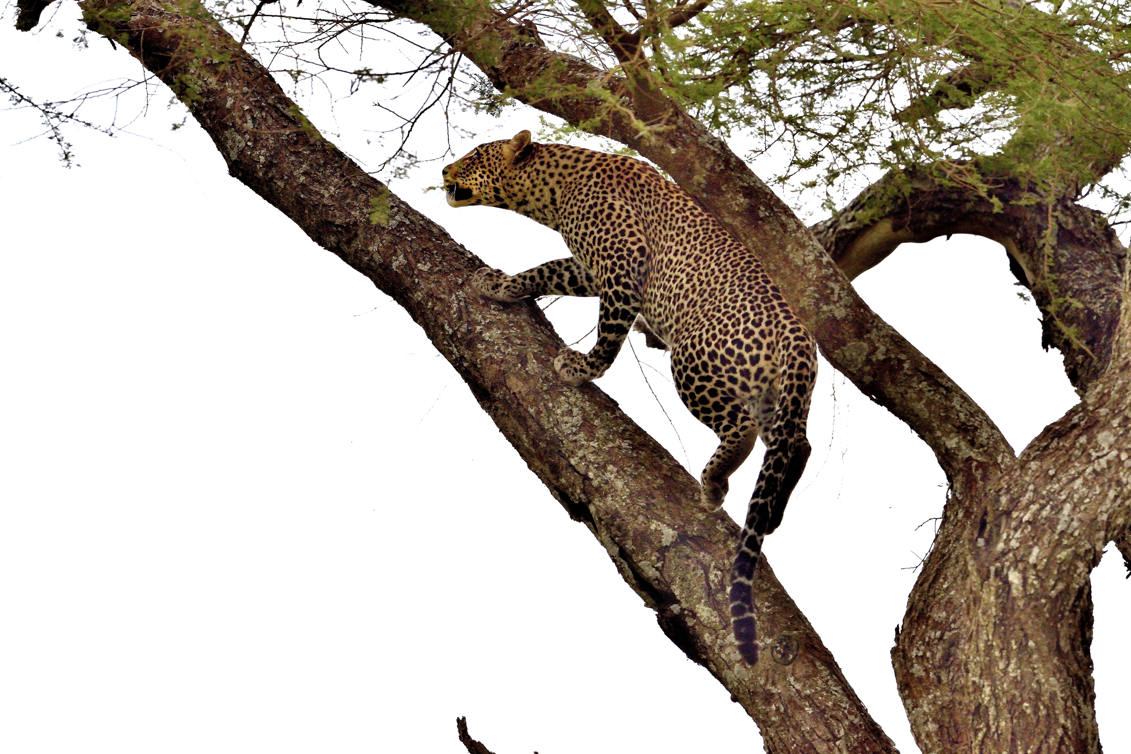 Serengeti - leopardo