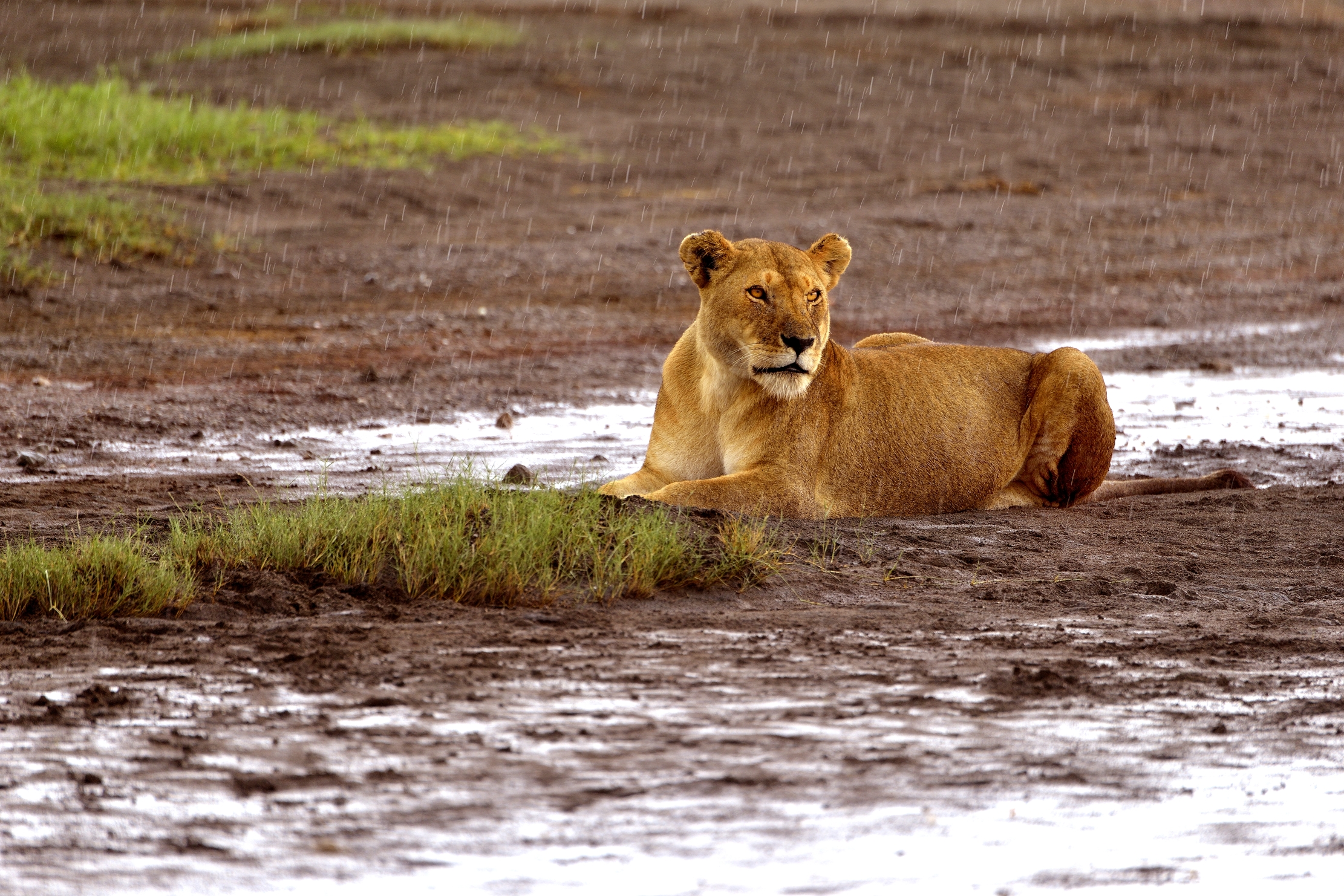 Ngorongoro Conservation Area - Leonessa