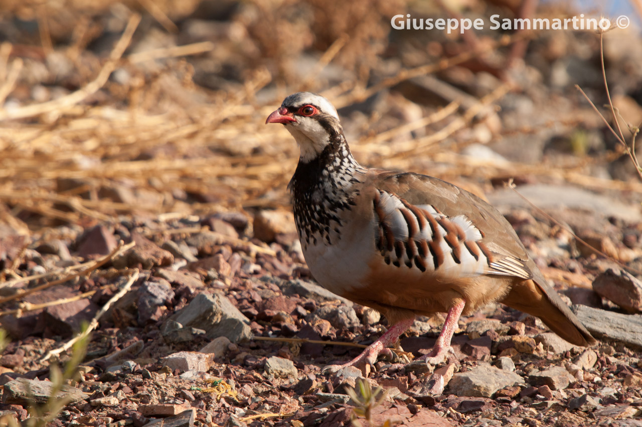 Red-legged Partridge