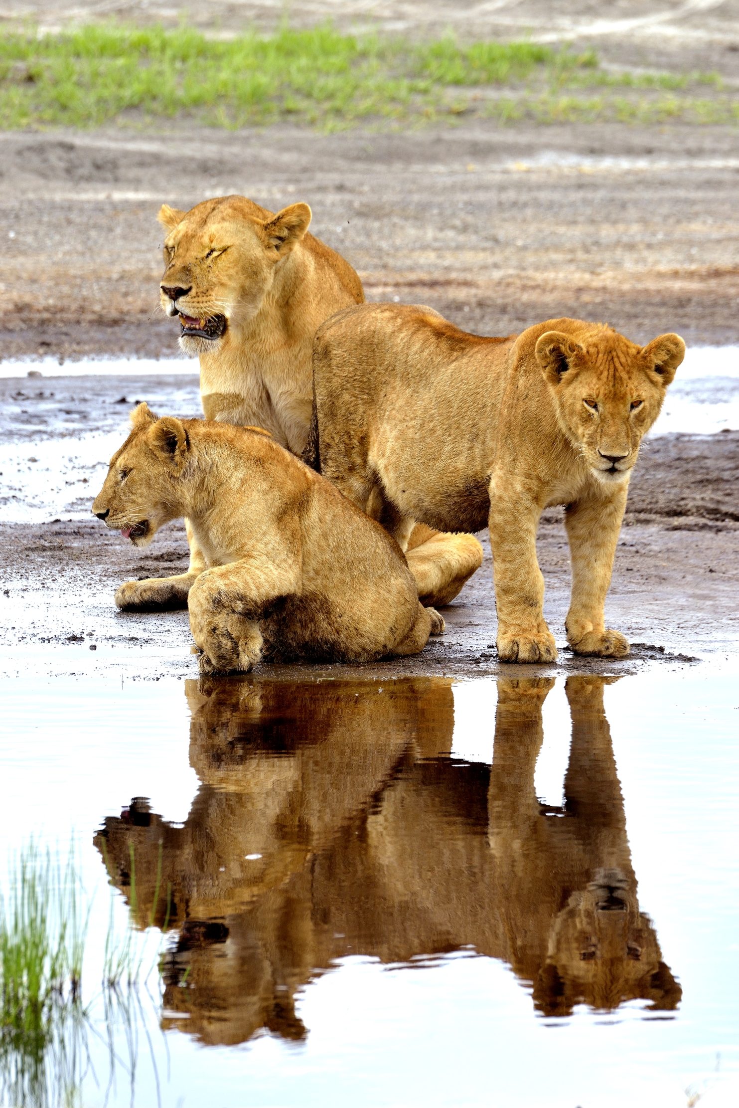 Ngorongoro Conservation Area - Leoni