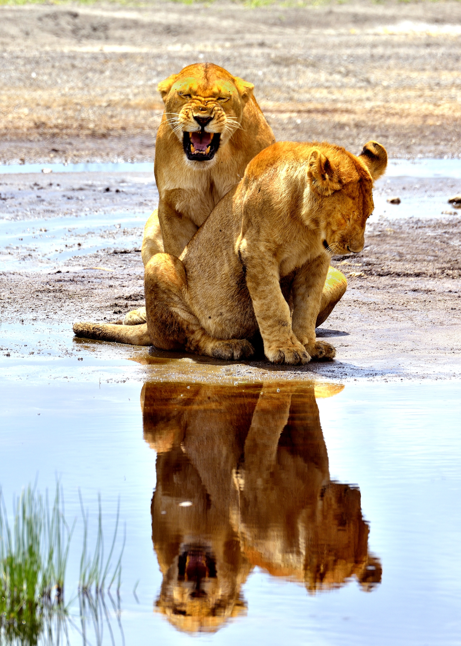 Ngorongoro Conservation Area - Leoni