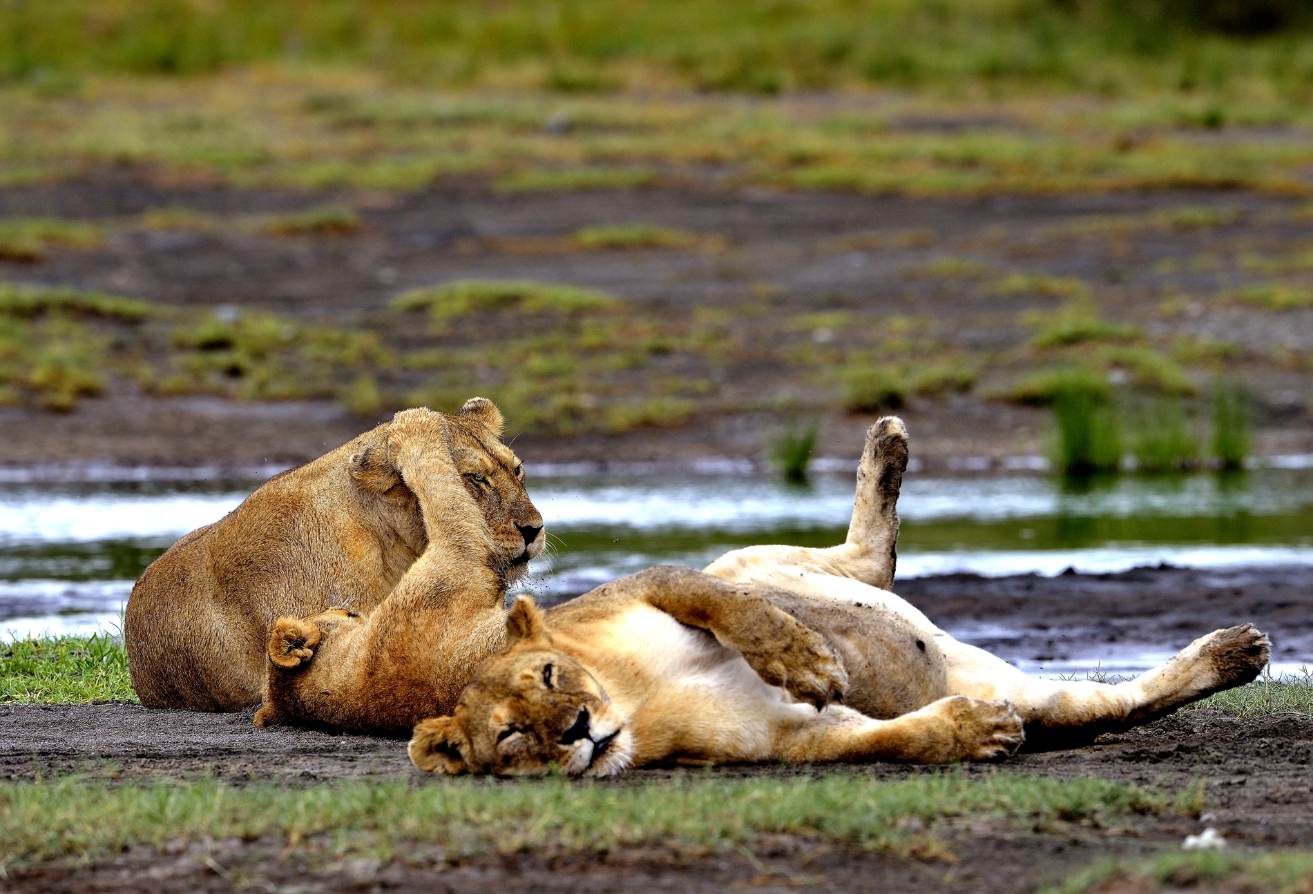 Ngorongoro Conservation Area - Leoni