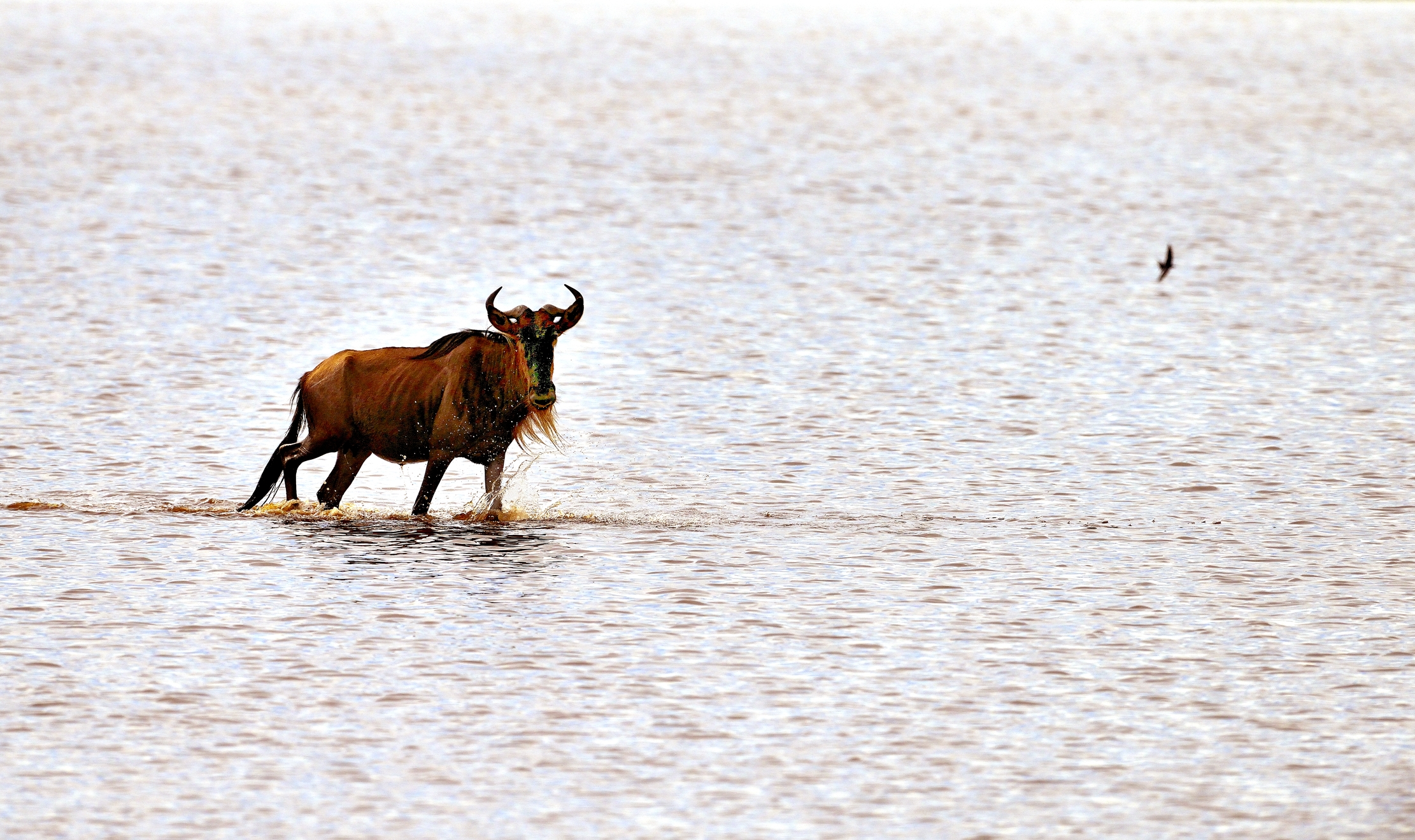 Ngorongoro Conservatio Area - Gnu nel Lago Ndutu