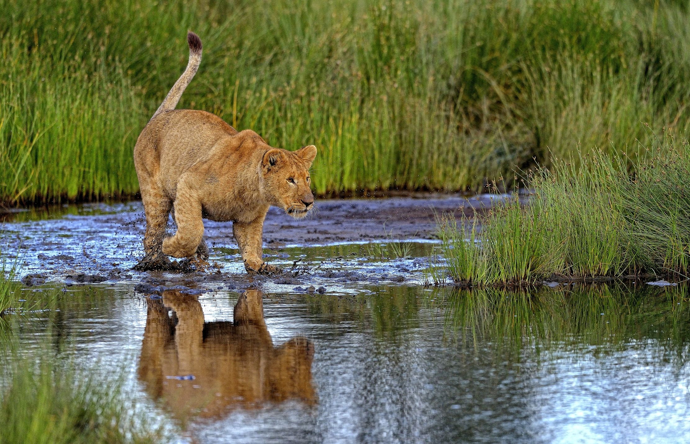 Ngorongoro Conservation Area - l'agguato del Leoncino