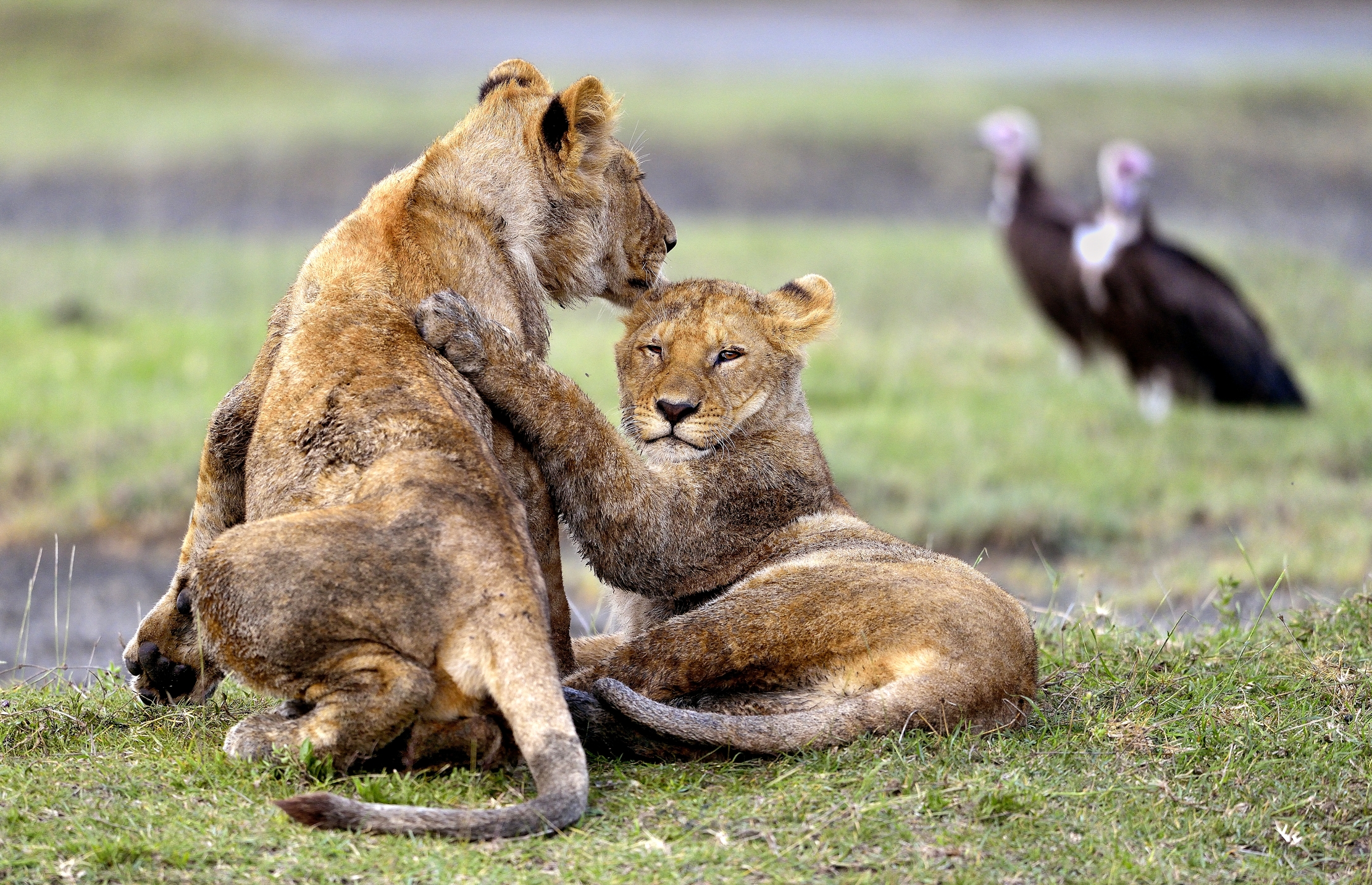 Ngorongoro Conservation Area - Leoncini