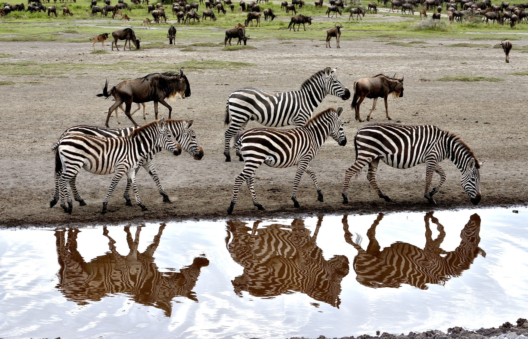 Ngorongoro Conservation Area - Zebre e riflessi