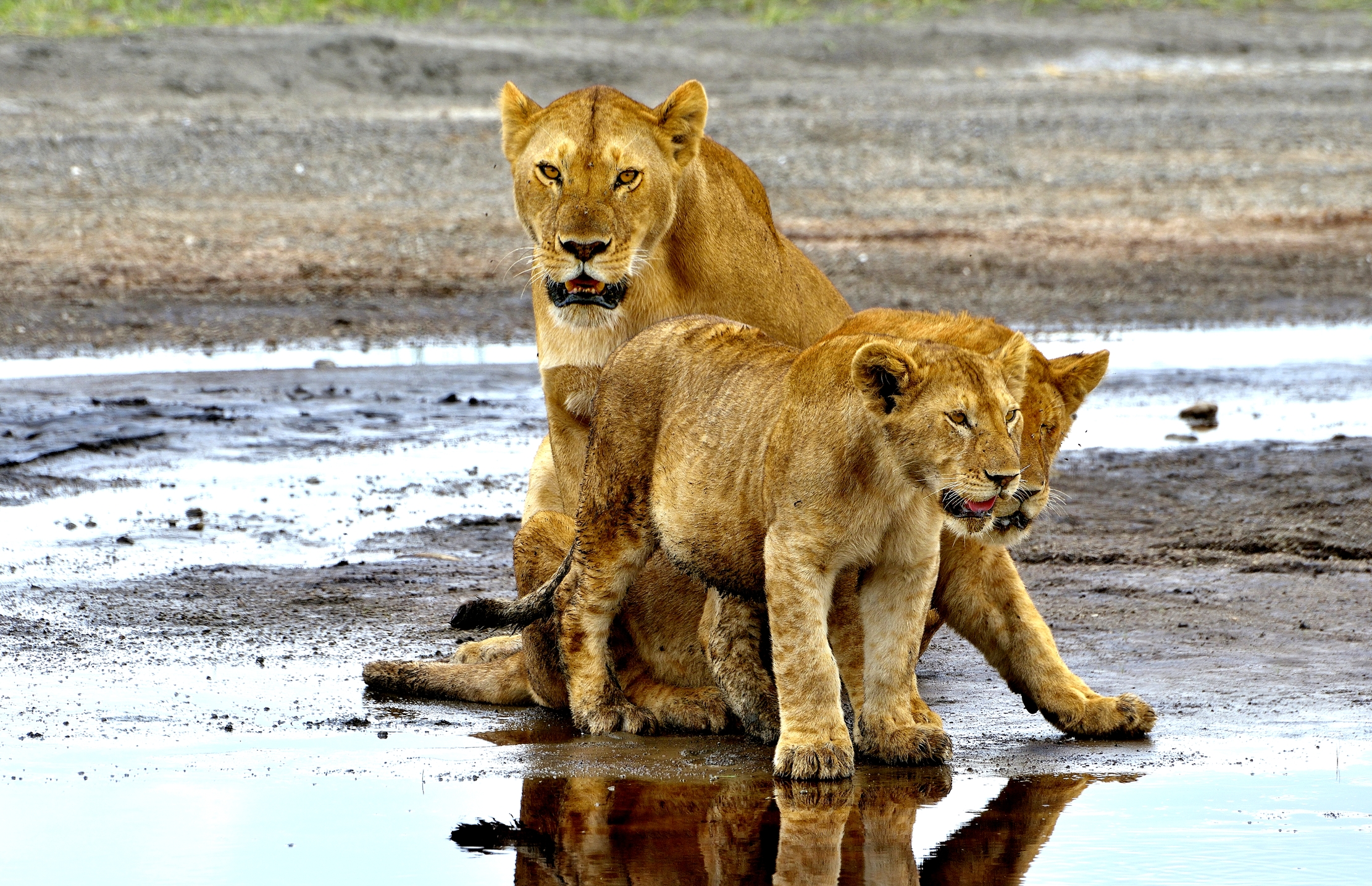 Ngorongoro Conservation Area - Leoni