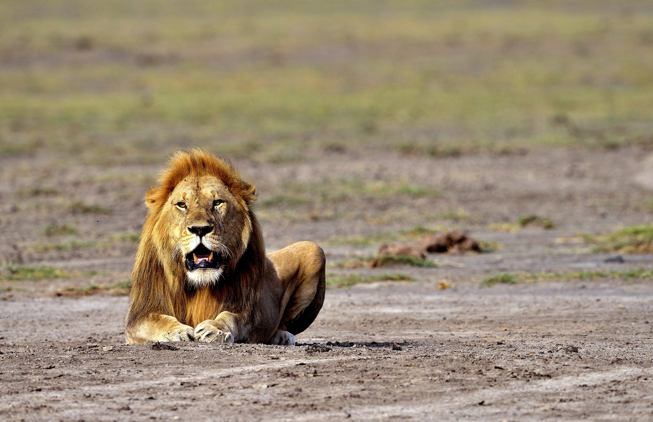 Ngorongoro Conservation Area - Leone